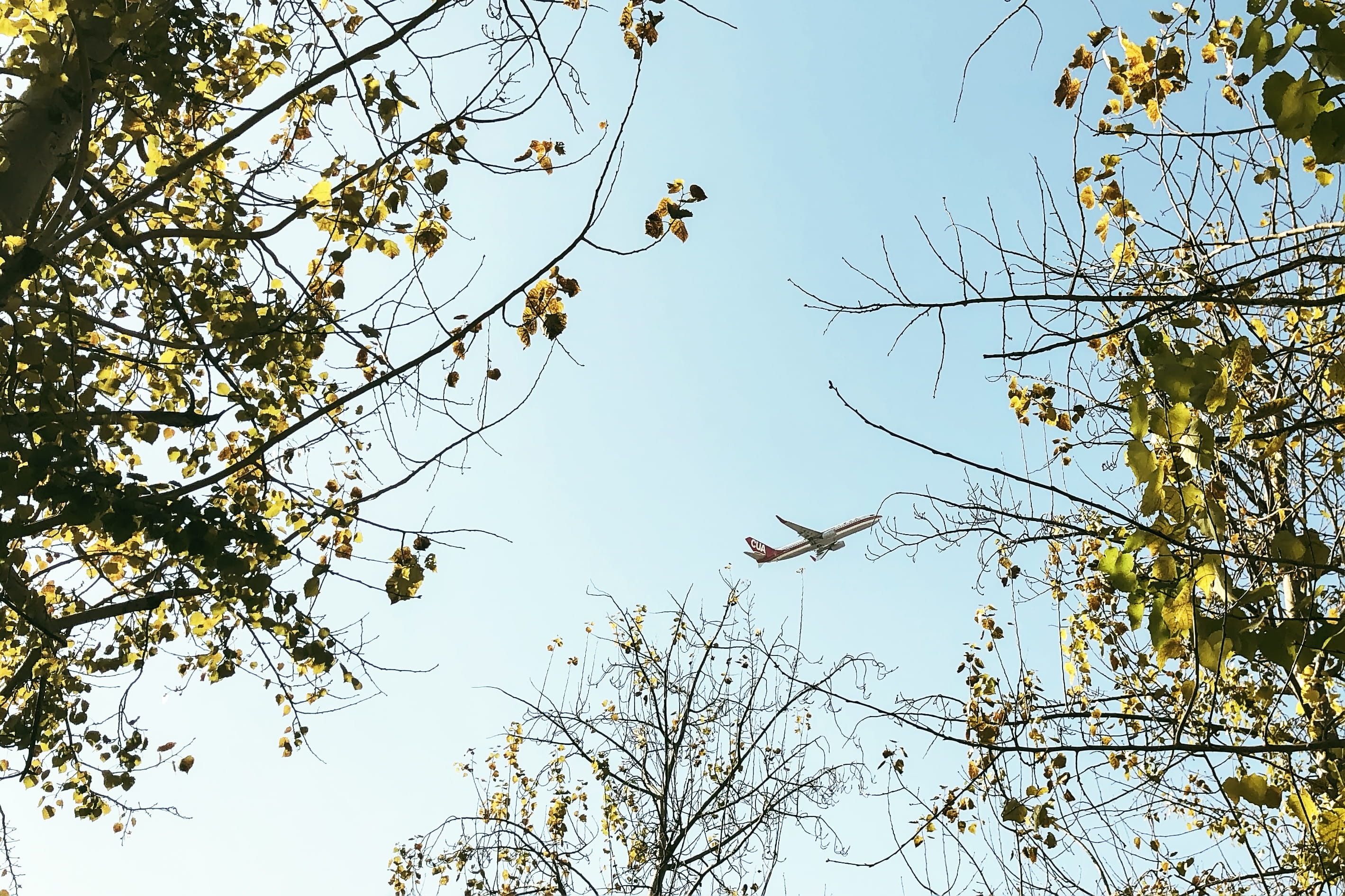 vertebrate, beijing, flare, sky, air, 晴朗, light, 植物, mid, perching, tree trunk, beauty in nature, animal wildlife, outdoors, transportation, aircraft, animals in the wild, HD Wallpaper