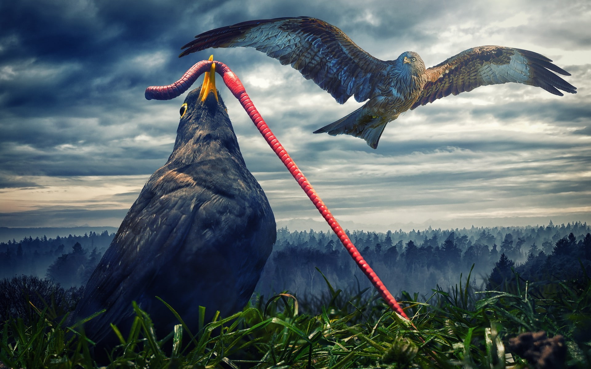 nature, grass, animal themes, nature animals digital art birds hawks worm humor flying grass trees forest clouds, plant, water, cloud - sky, beauty in nature, HD Wallpaper