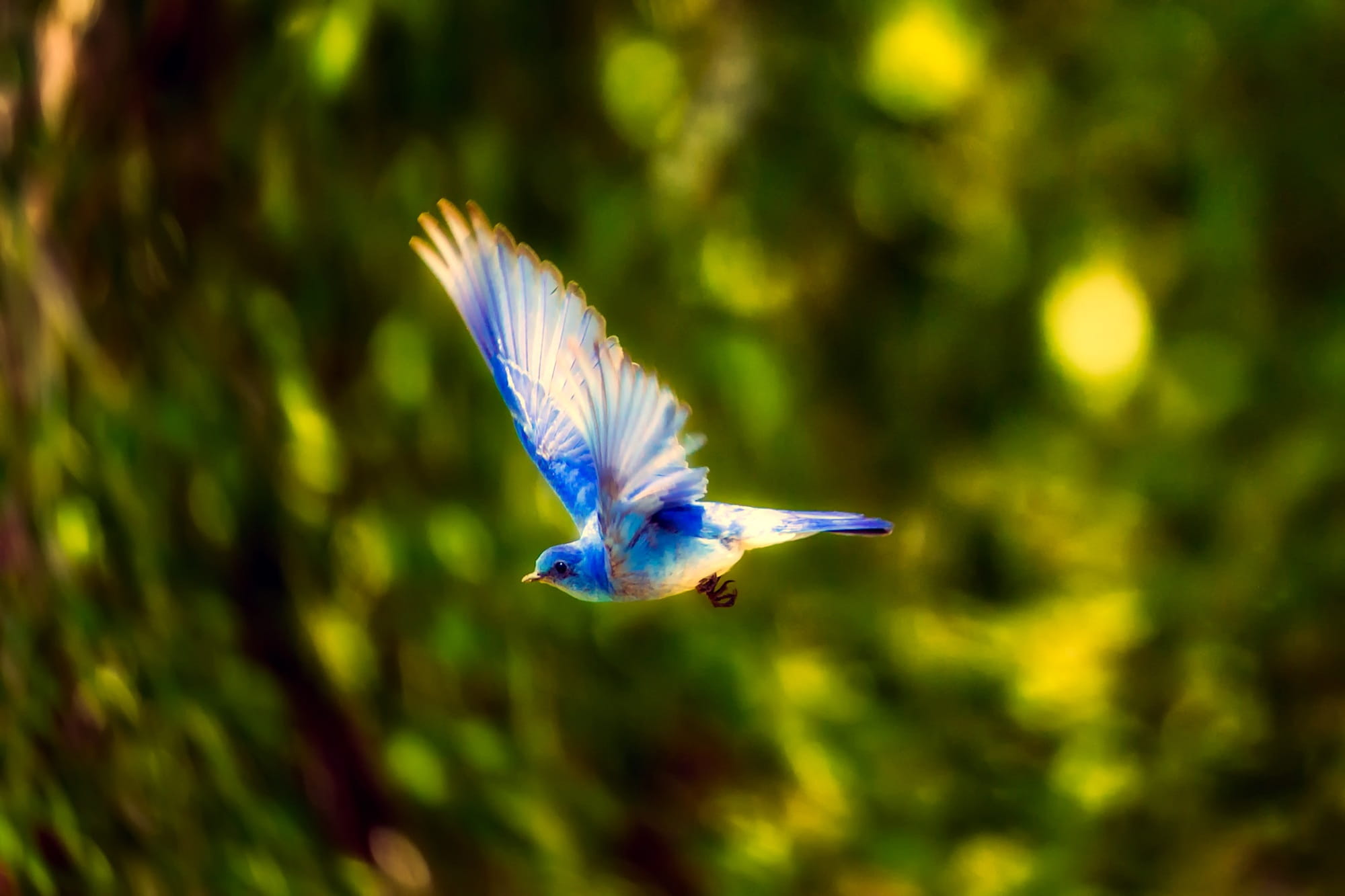 close-up, animal wildlife, day, white bird, flying by, animal body part, blue bird, one animal, side view, animals in the wild, trees, hdr, mid-air, profile view, HD Wallpaper