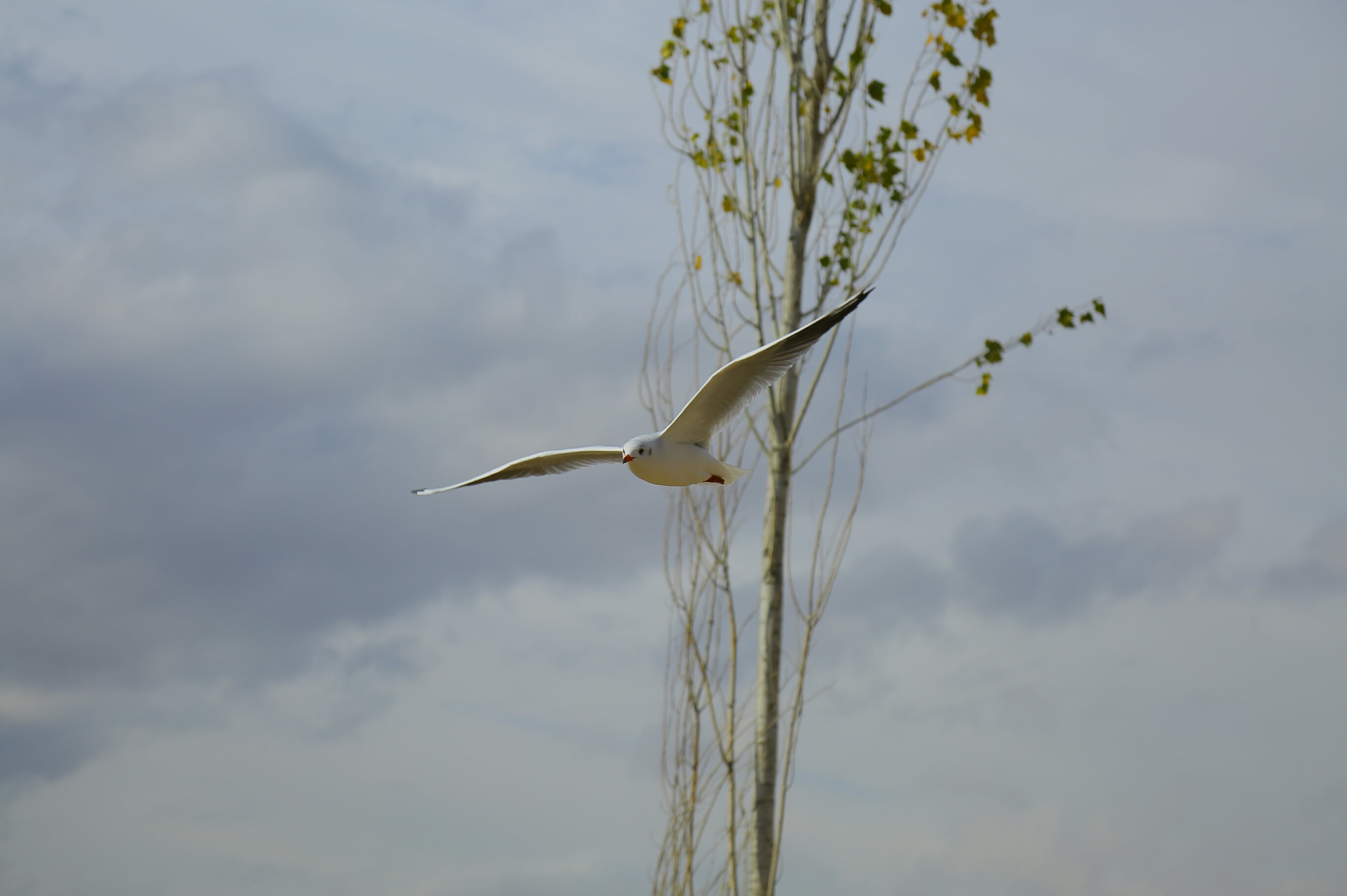 heron, branch, day, animal wildlife, focus on foreground, flying, one animal, outdoors, seagull, nature, vertebrate, cloud - sky, plant, daytime, no people, HD Wallpaper