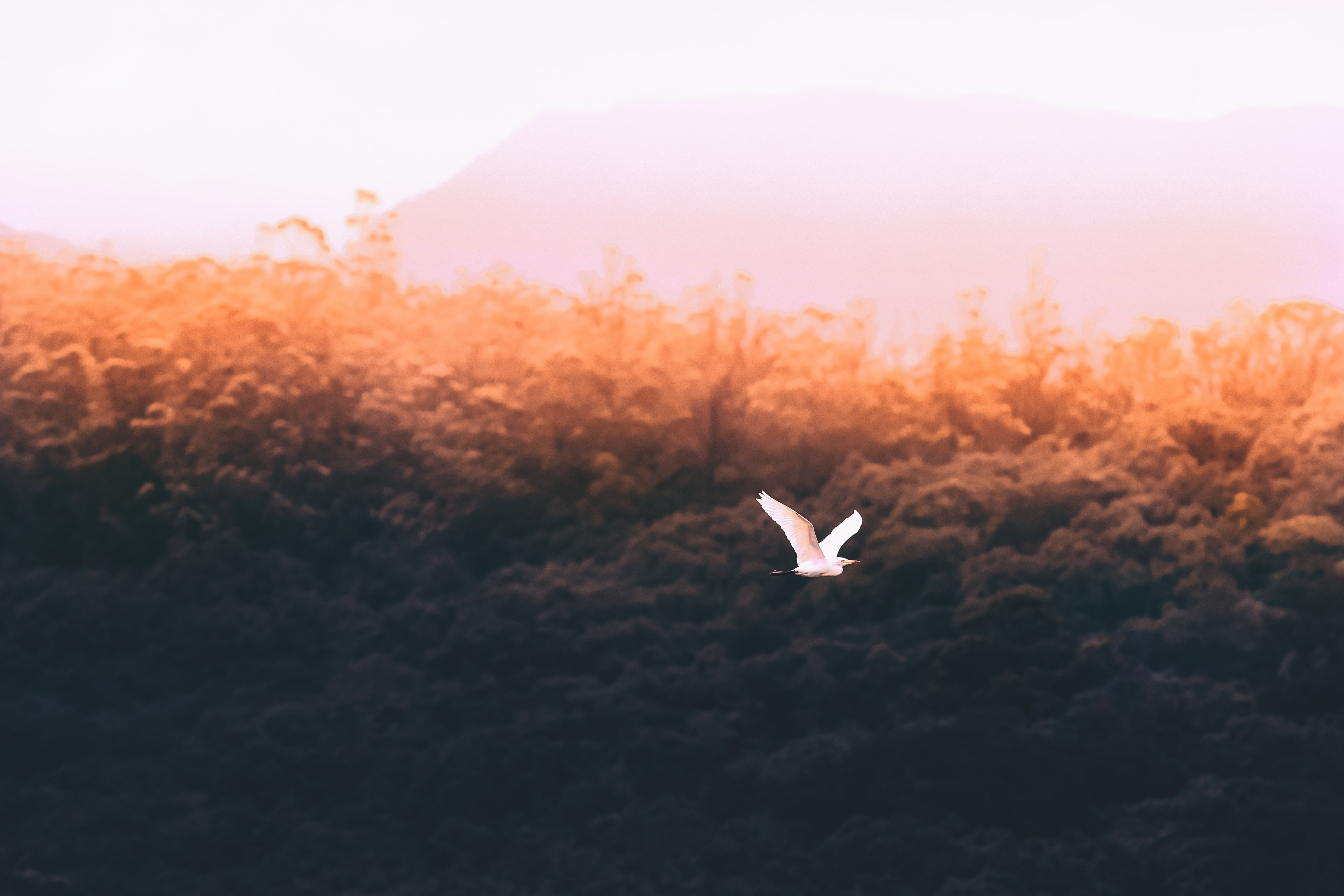 overlooking, white color, animal Wing, sky, daytime, outdoors, forest, flying, no people, vertebrate, cloud, day, 4K, animal themes, beauty in nature, HD Wallpaper