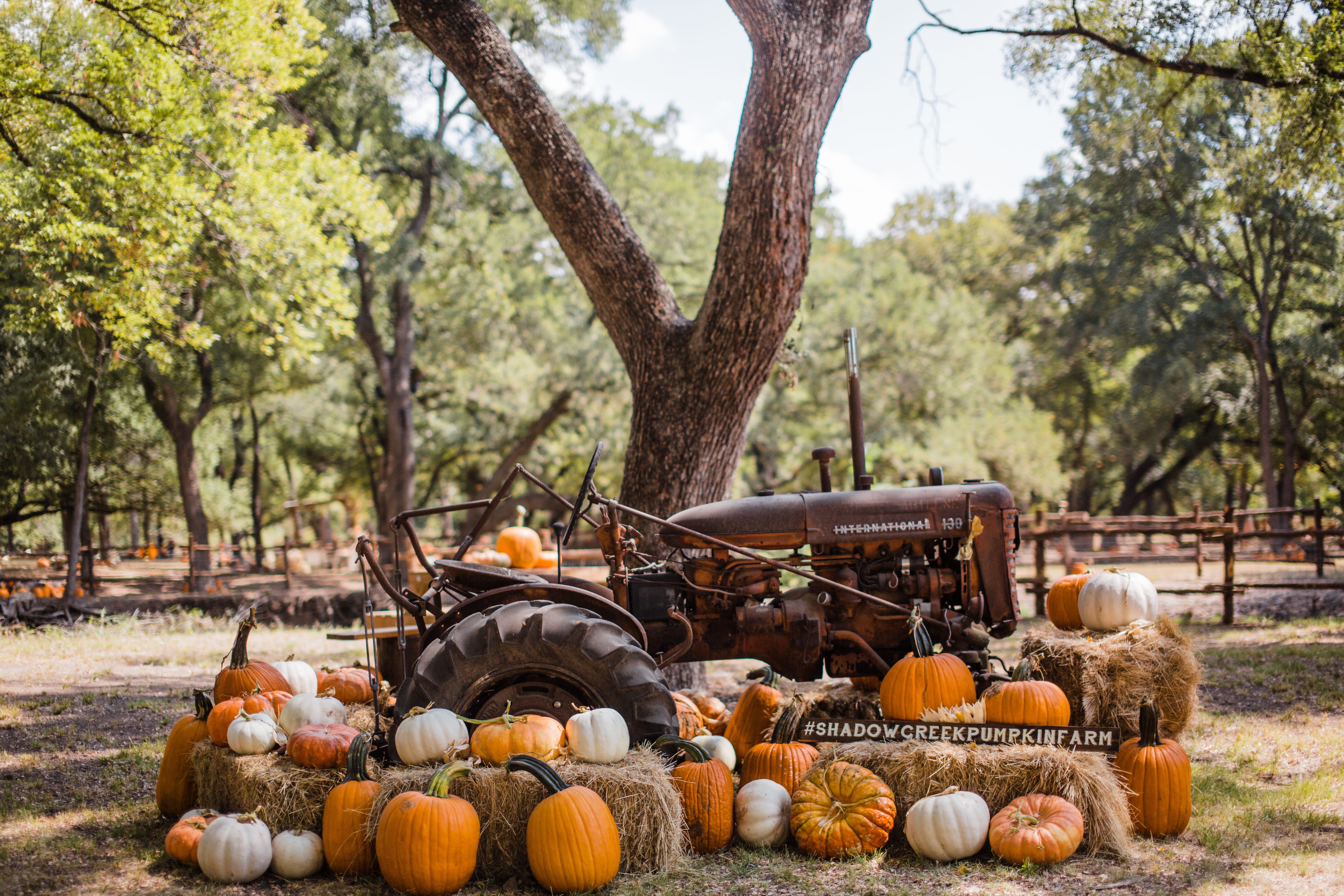 fence, no people, pumpkins, farm, pumpkin farm, nature, beside, field, harvesting, plant, surrounded, large group of objects, tree, day, food, tractor, HD Wallpaper
