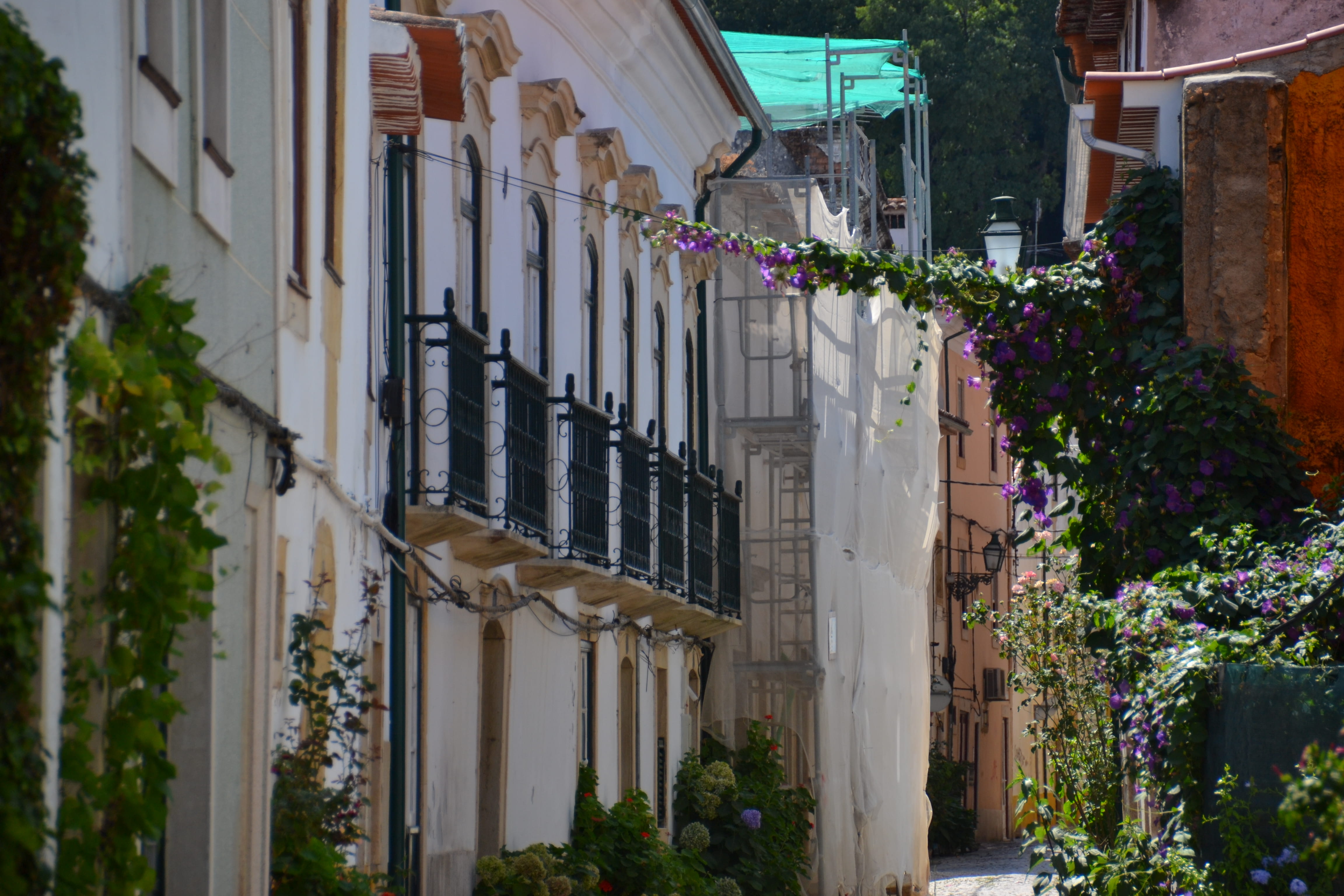 house, building exterior, 4K, architectural column, growth, buildings, in a row, ivy, tomar, nature, architecture, security, back road, hanging plant, HD Wallpaper