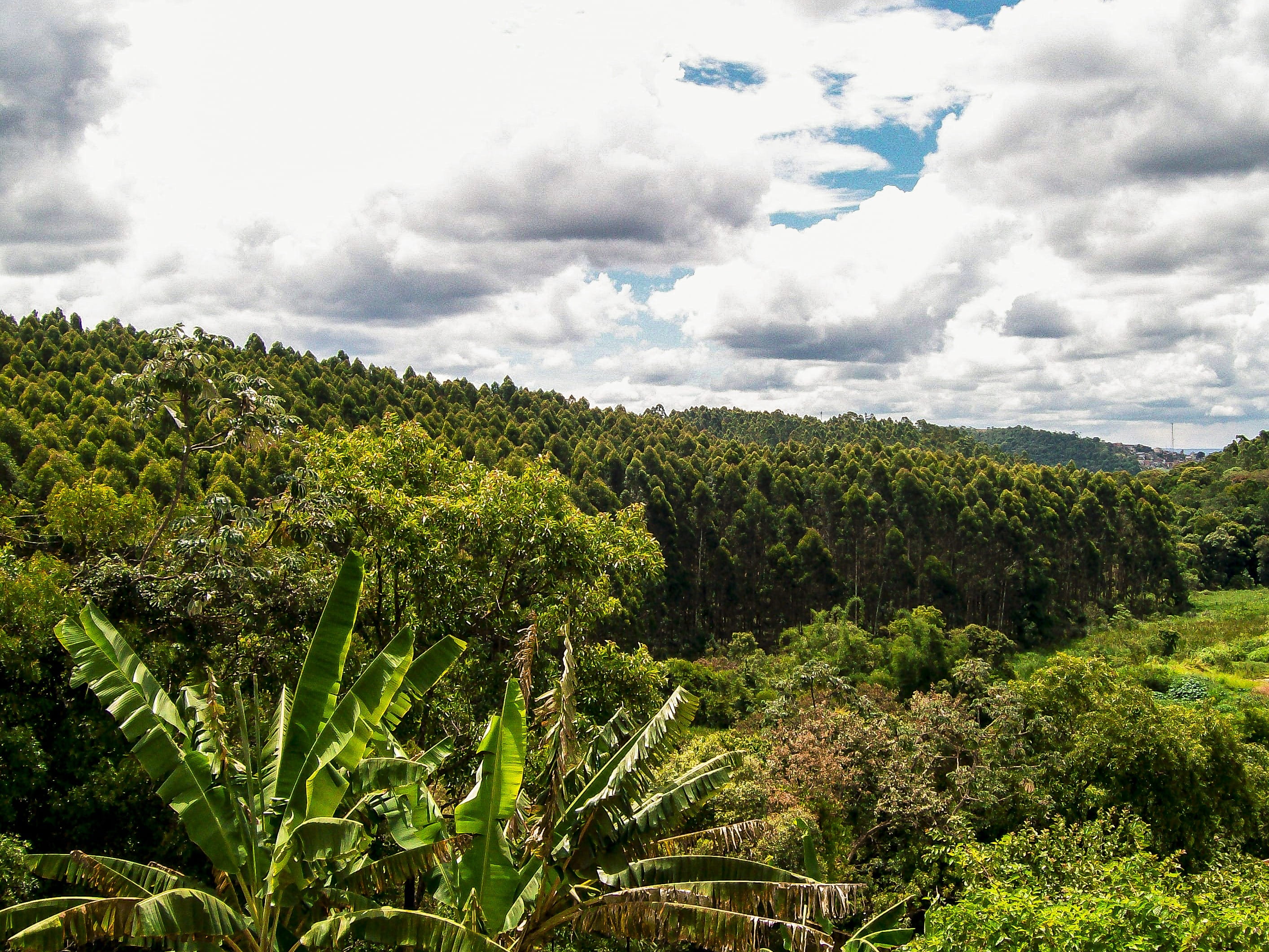 green color, tranquility, Nature, horizon, tranquil scene, beauty in nature, Trees, banana tree, agriculture, Fruit, beautiful, scenics - nature, Plants, HD Wallpaper