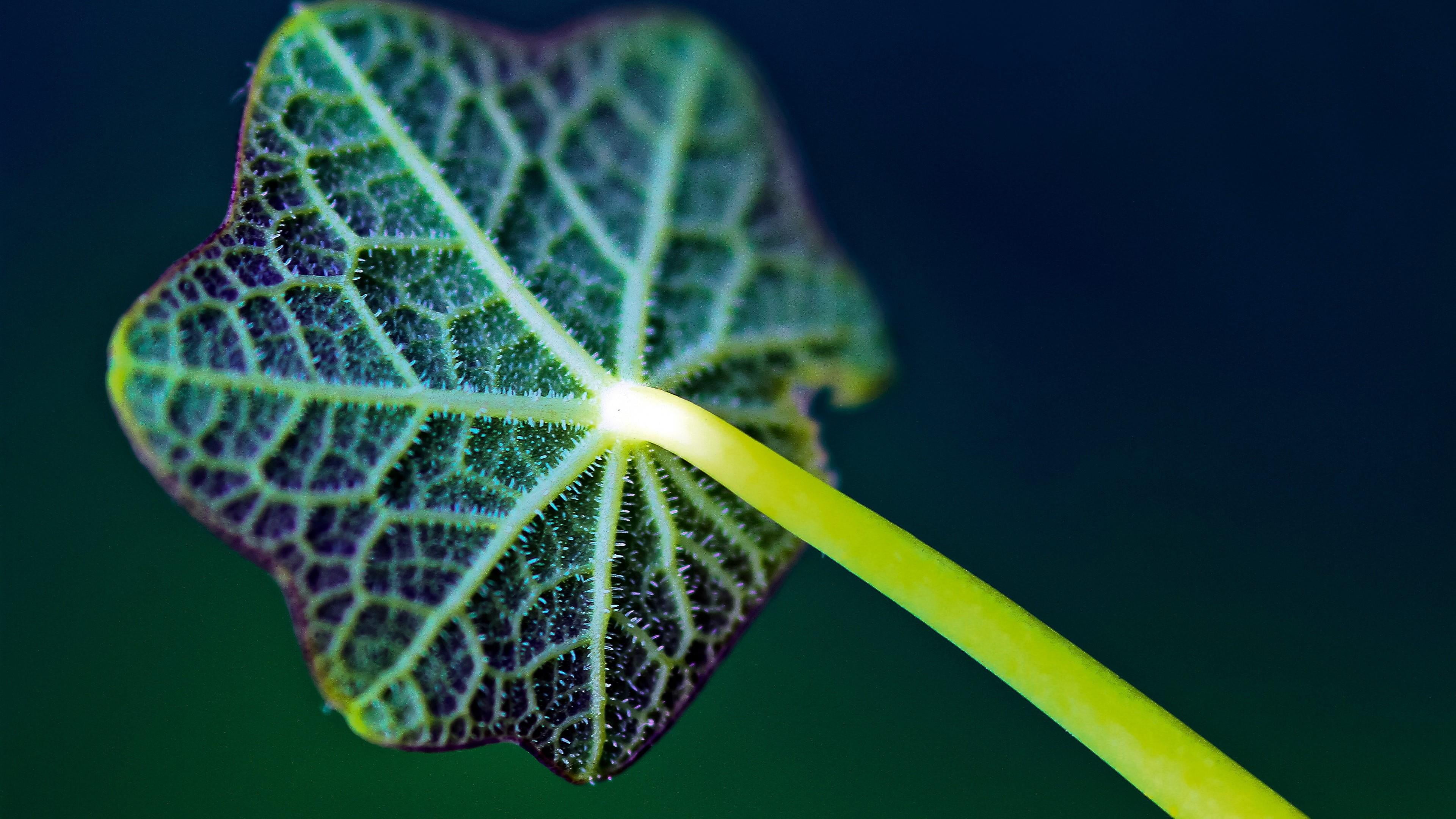 colored background, yellow, photography, leaf, 4K, focus on foreground, nature, stalk, close-up, day, botany, plant part, freshness, close, no people, HD Wallpaper