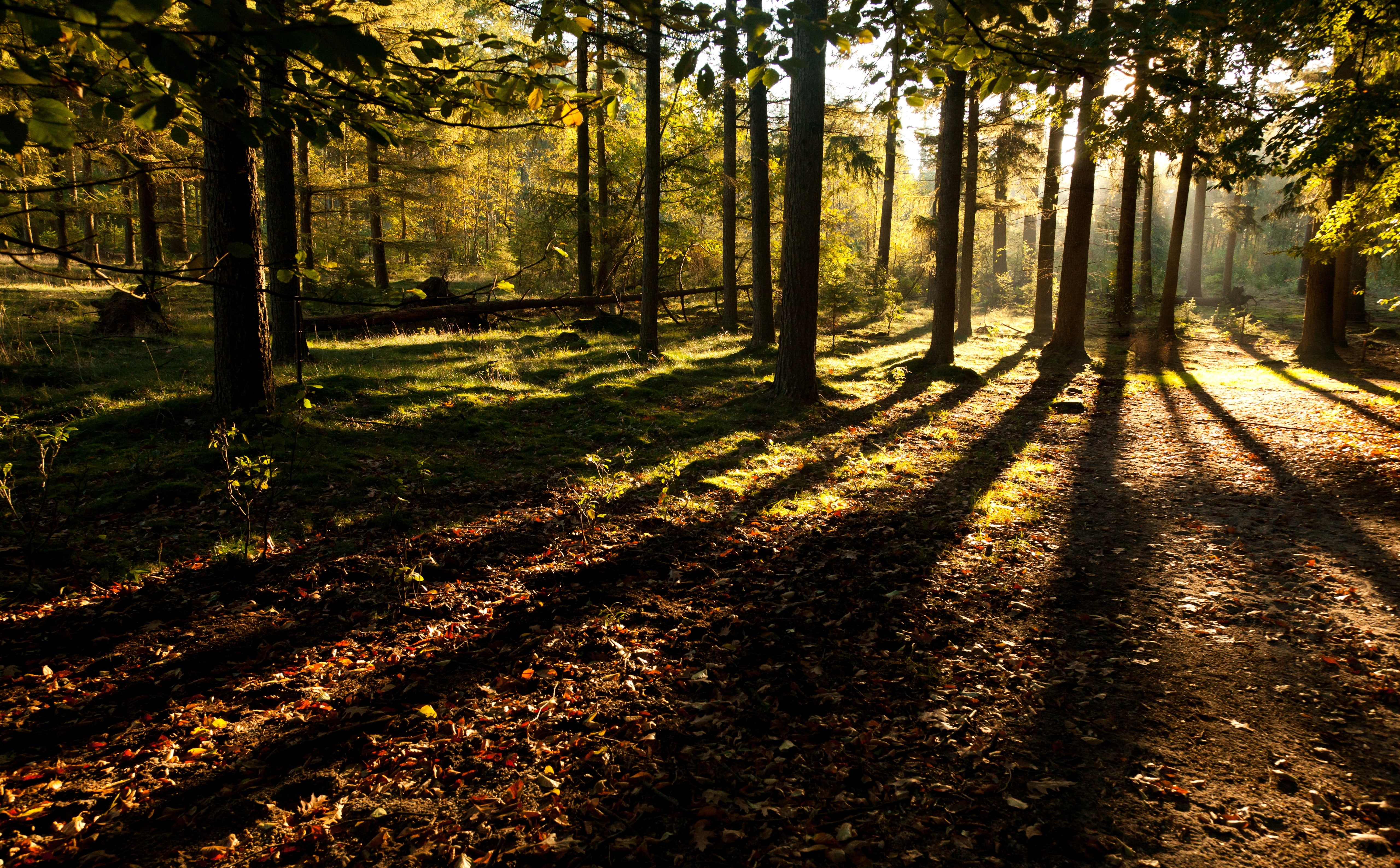 plant, woodland, trunk, tree trunk, Forest, focus on shadow, growth, 5K, glinting, Shadows, Trees, Mystical, Sunlight, grass, Sunshine, non-urban scene, HD Wallpaper