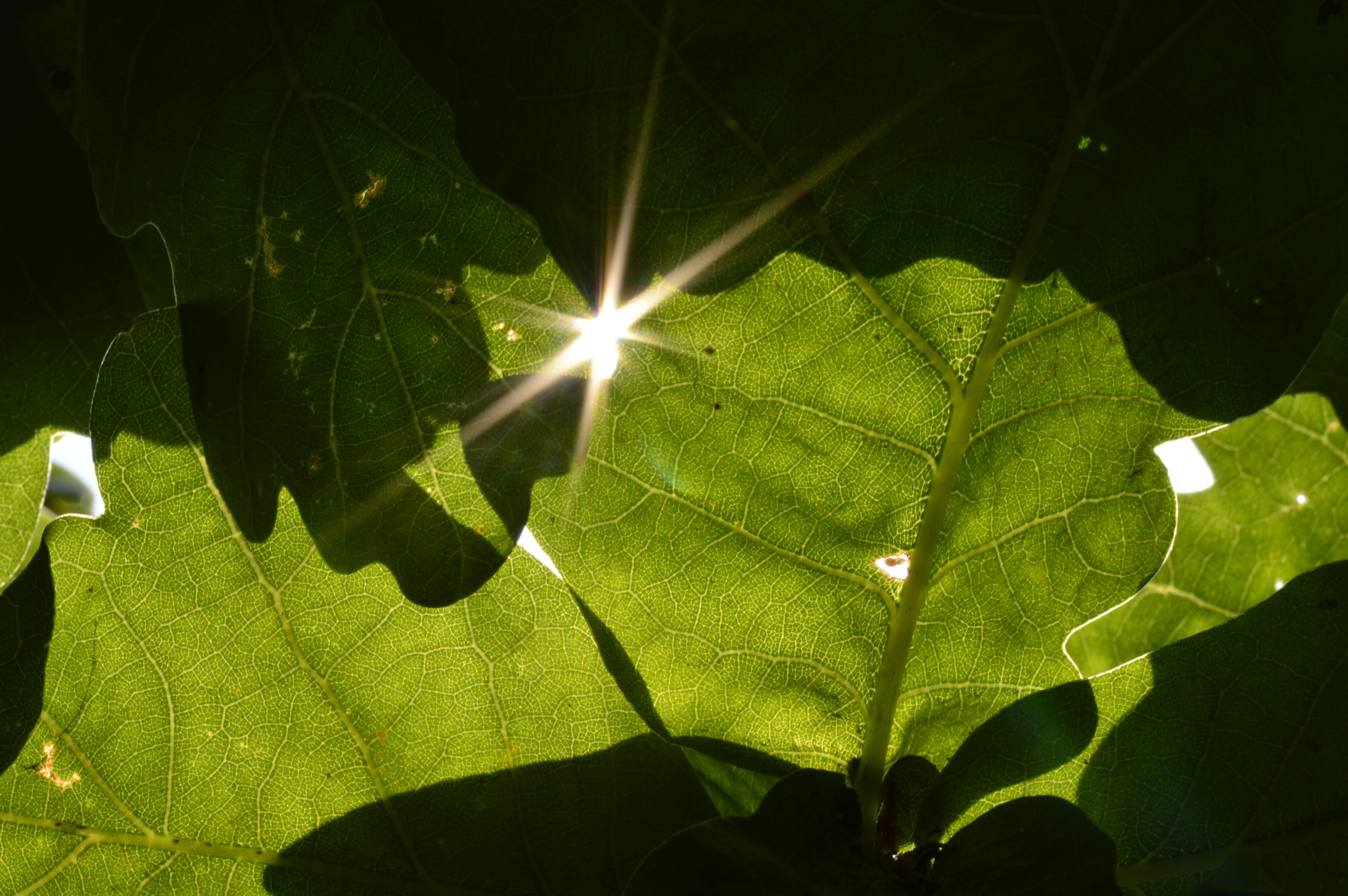 glint, leaves, sunlight, sunshine, natural pattern, sun, freshness, sunbeam, plant part, growth, leaf, 5K, plant, nature, day, lens flare, green color, HD Wallpaper