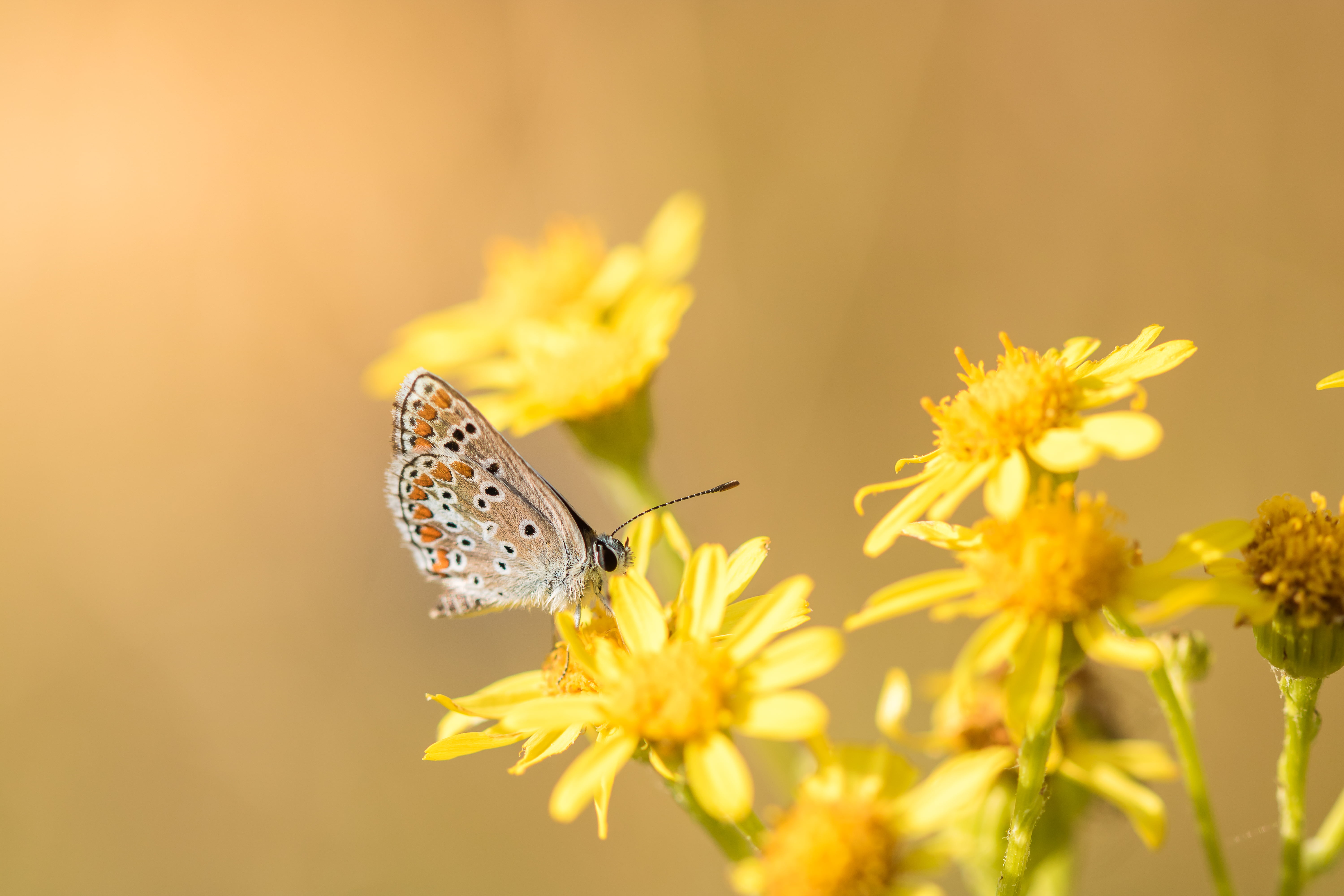 beauty In Nature, common, insect, wildlife, de, papillon, blue, flower, butterfly - Insect, Collier, WOW, Argus, close-up, nature, animal Wing, animal, HD Wallpaper