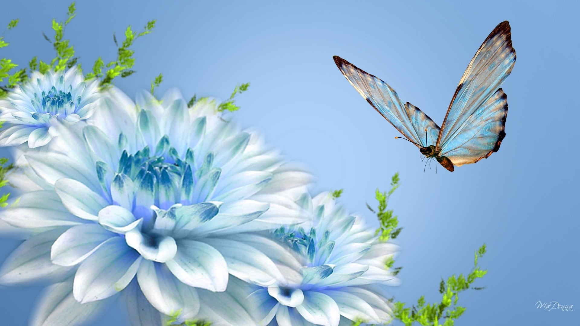 sky, flower, vulnerability, fragility, pink Color, beauty In Nature, beautiful, 1080P, multi Colored, beauty, animal wing, close-up, green Color, pollination, HD Wallpaper