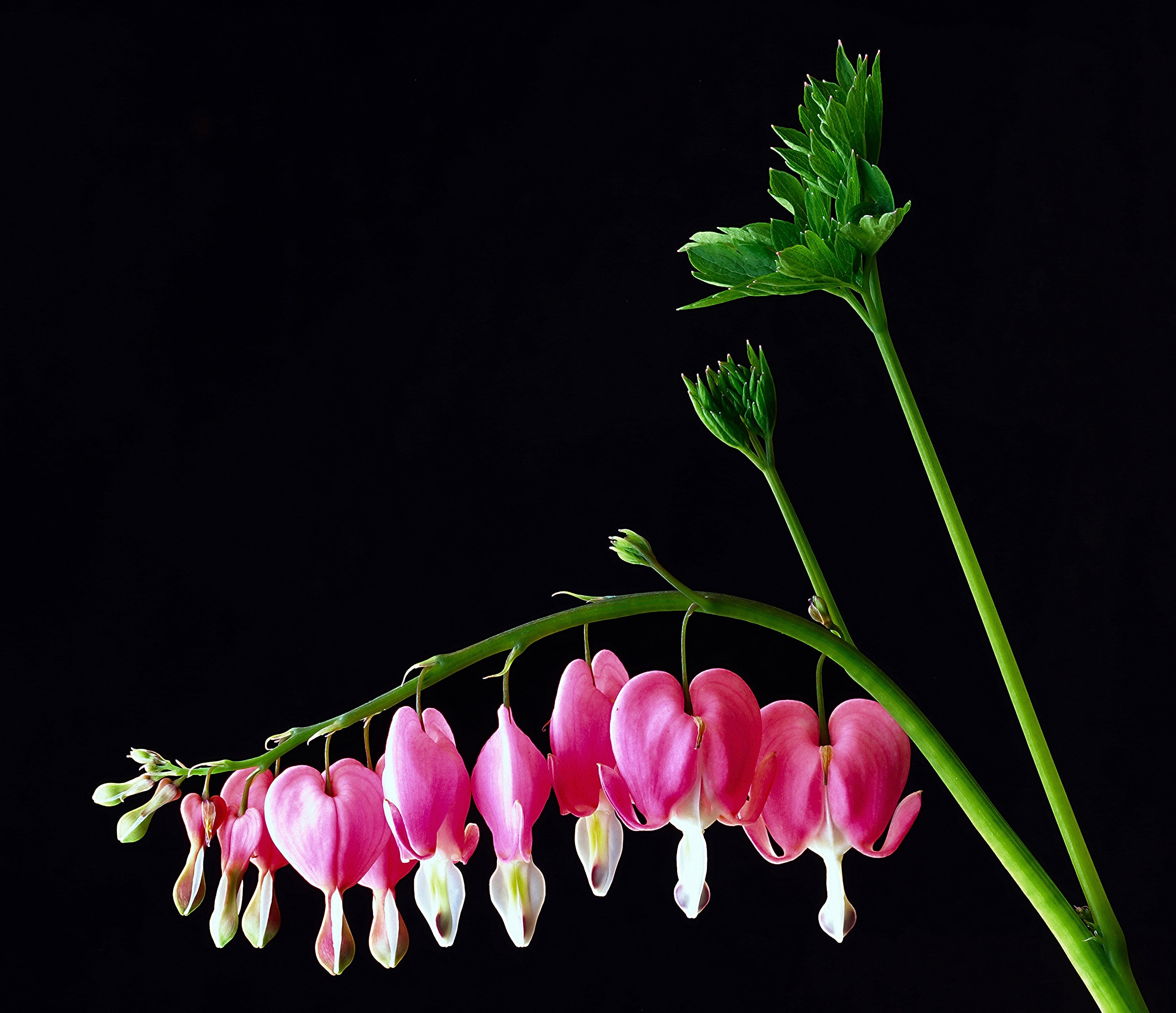 green color, flower head, flowers, garden, inflorescence, delicate, food and drink, flower arrangement, green, pink, no people, botanical, vulnerability, HD Wallpaper