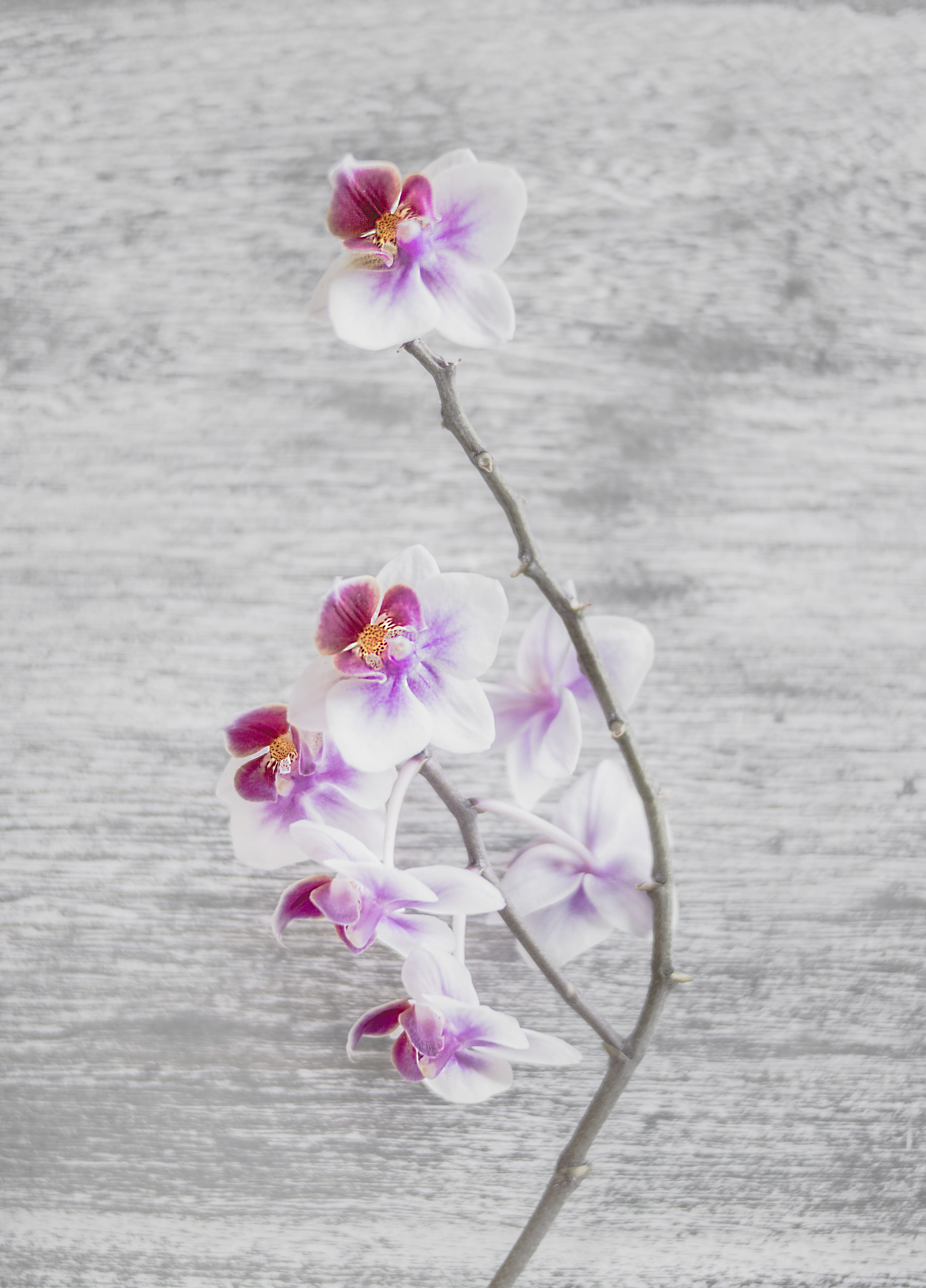 flora, 4K, grey, beauty in nature, wood - material, growth, freshness, day, fragility, tropical, no people, moth, bud, wooden desk, plant, botanical, inflorescence, Phone HD Wallpaper