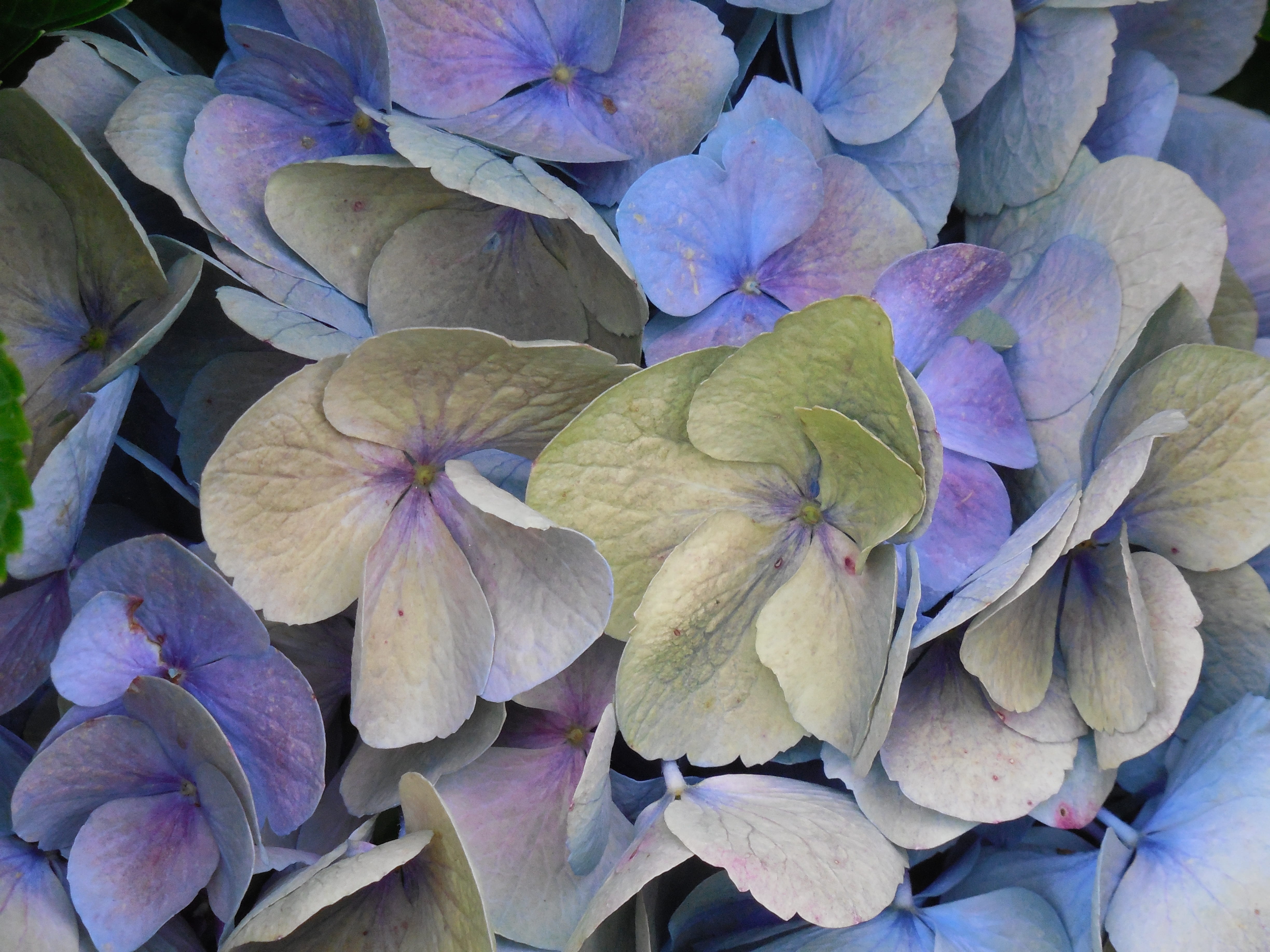 botanical, plant part, color, nature, leaves, beauty in nature, design, blue, bloom, hydrangea, full frame, outdoors, elegant, decorative, fragility, growth, HD Wallpaper