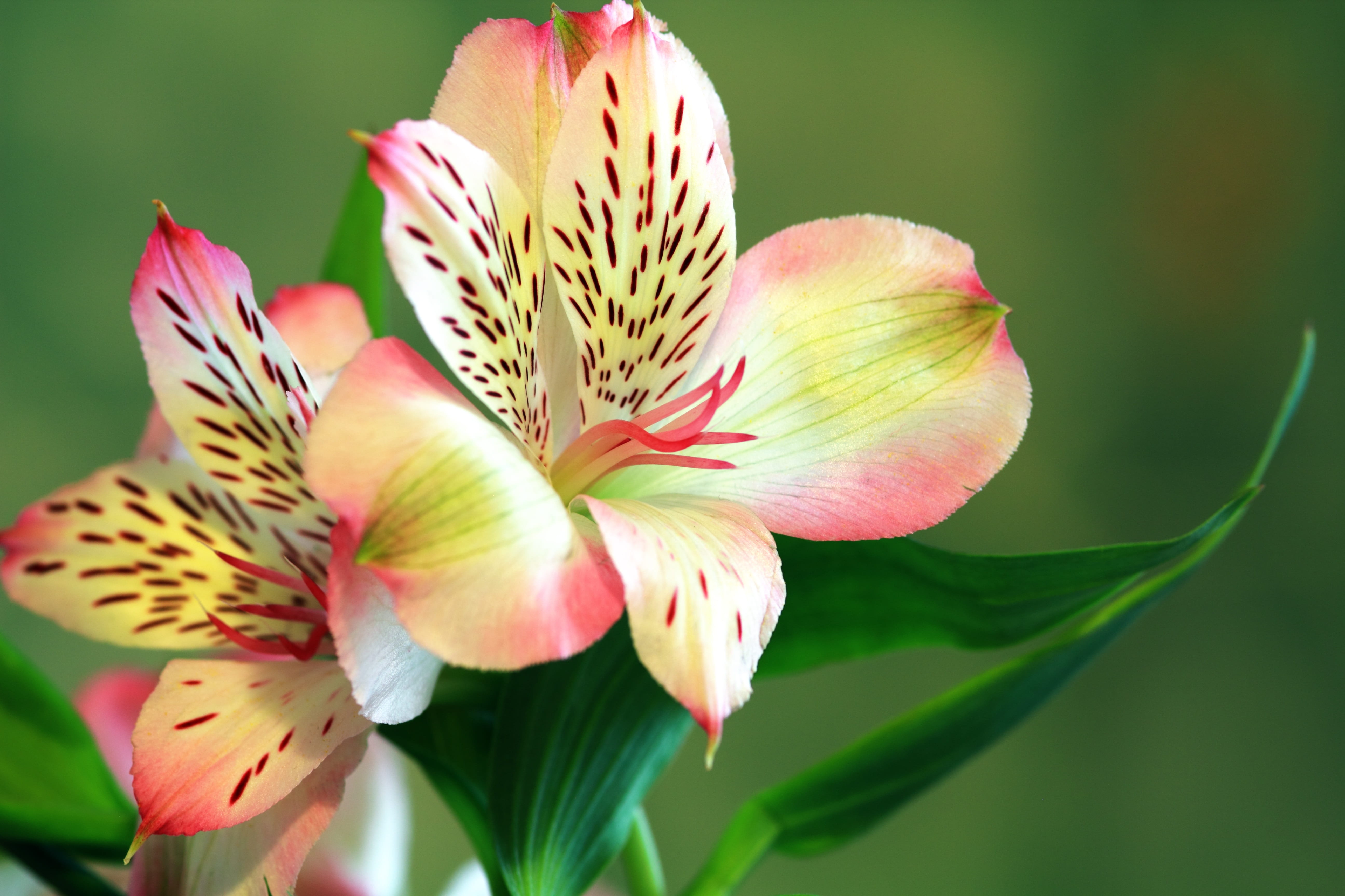 freshness, flowering plant, petals, colourful, flower head, inflorescence, garden, flower arrangement, orchid, bright, flower, close-up, gardening, flowers, HD Wallpaper