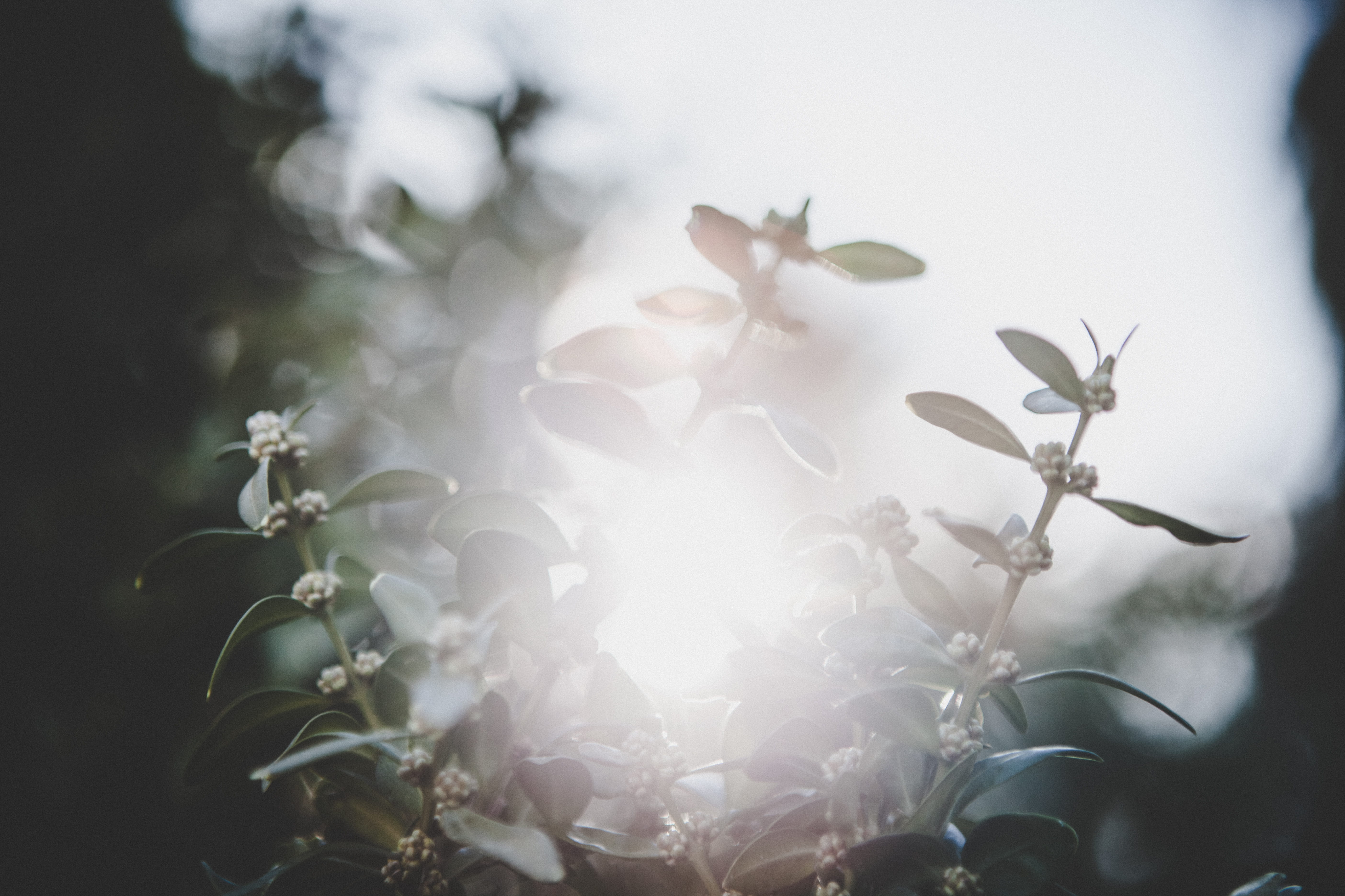 photography, evergreen, growth, day, focus on foreground, tree, flare, stem, flowers, no people, bloom, flower, closeup, plant part, close-up, green, macro, HD Wallpaper
