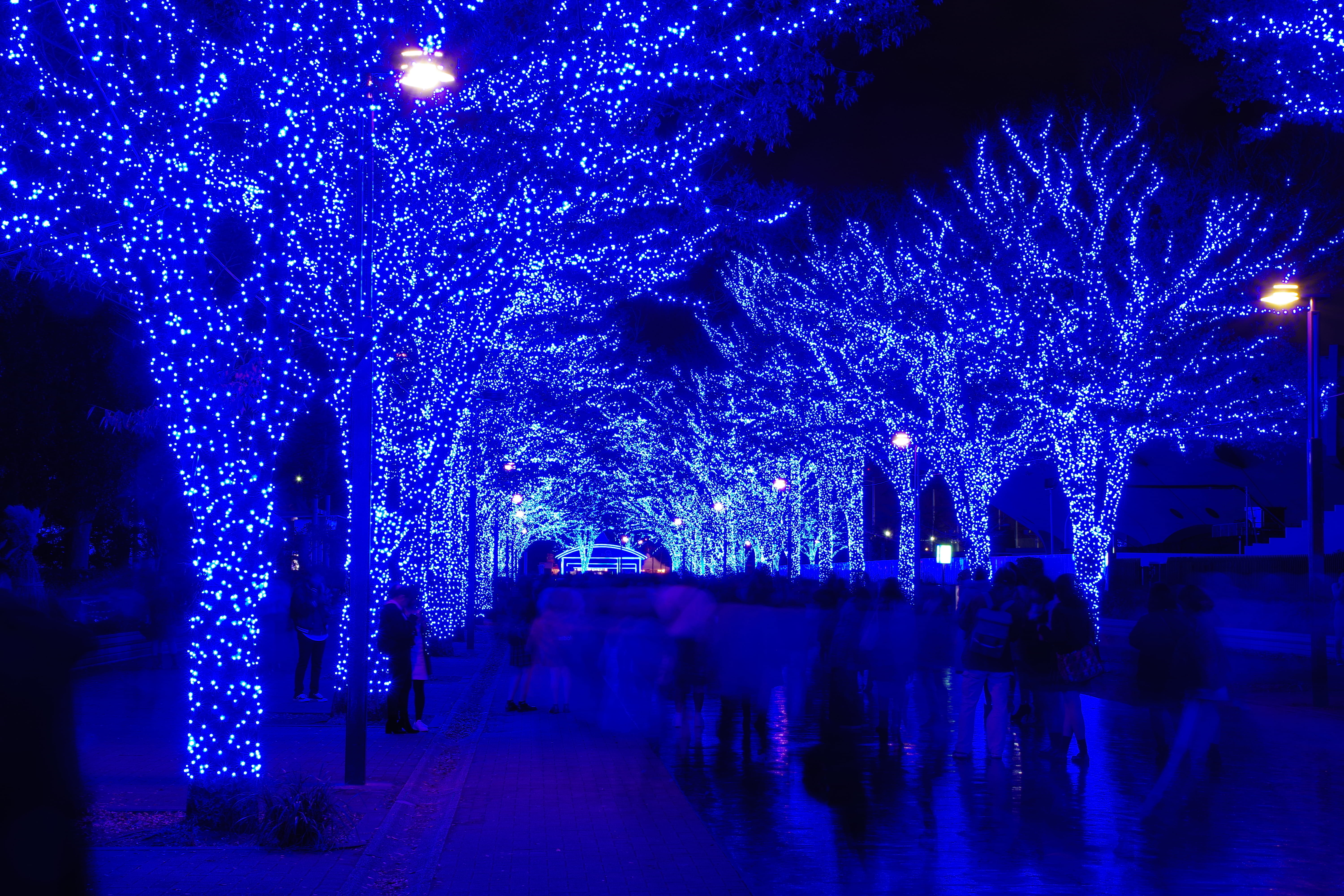 real people, lights, blue, lighting, treelined, low, holiday, blue cave, purple, angle, city, christmas decoration, walkway, person, asphalt, tarmac, light, HD Wallpaper