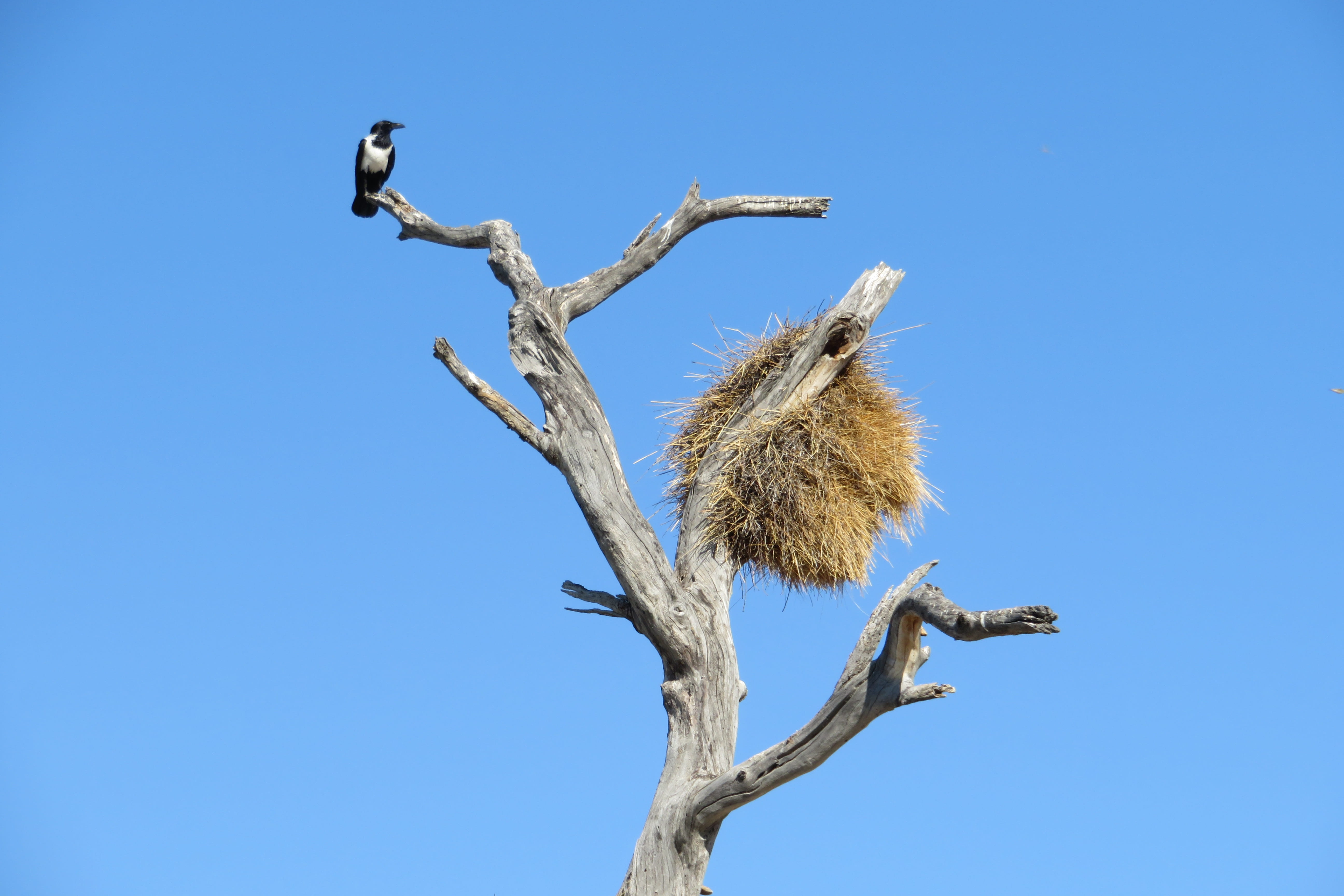 blue, clear sky, republicans, nest, 5K, dead plant, walk, tree, animal, namibia, social, africa, vertebrate, animal themes, black, no people, two animals, HD Wallpaper