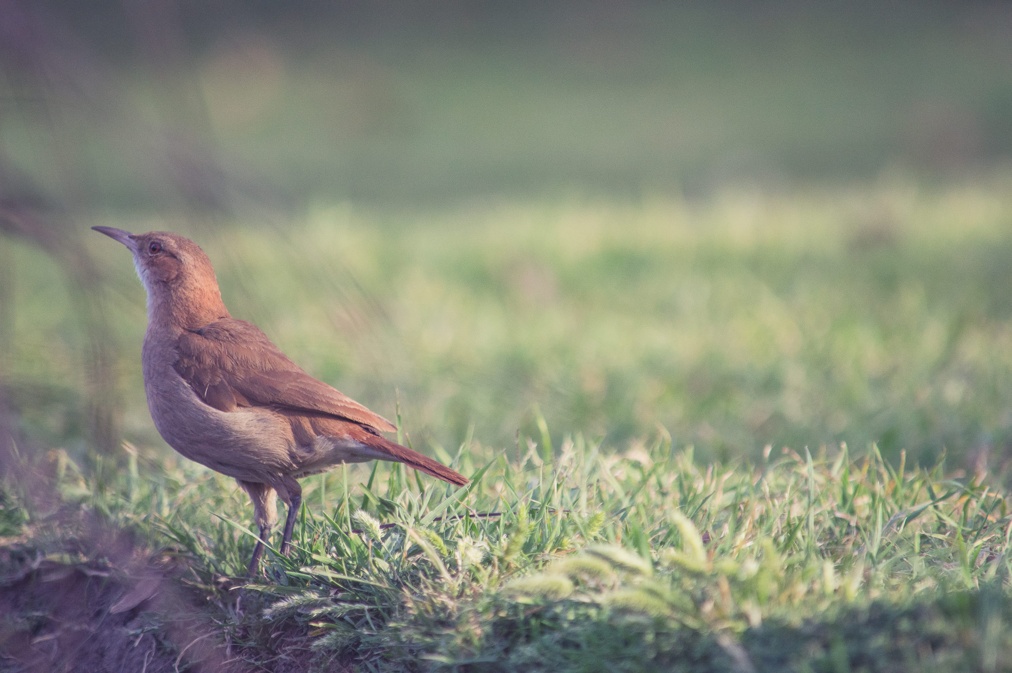 montevideo, outdoors, profile view, plant, grass, one animal, bird, animal wildlife, animal themes, animal body part, day, avenida julio maria sosa, invertebrate, HD Wallpaper