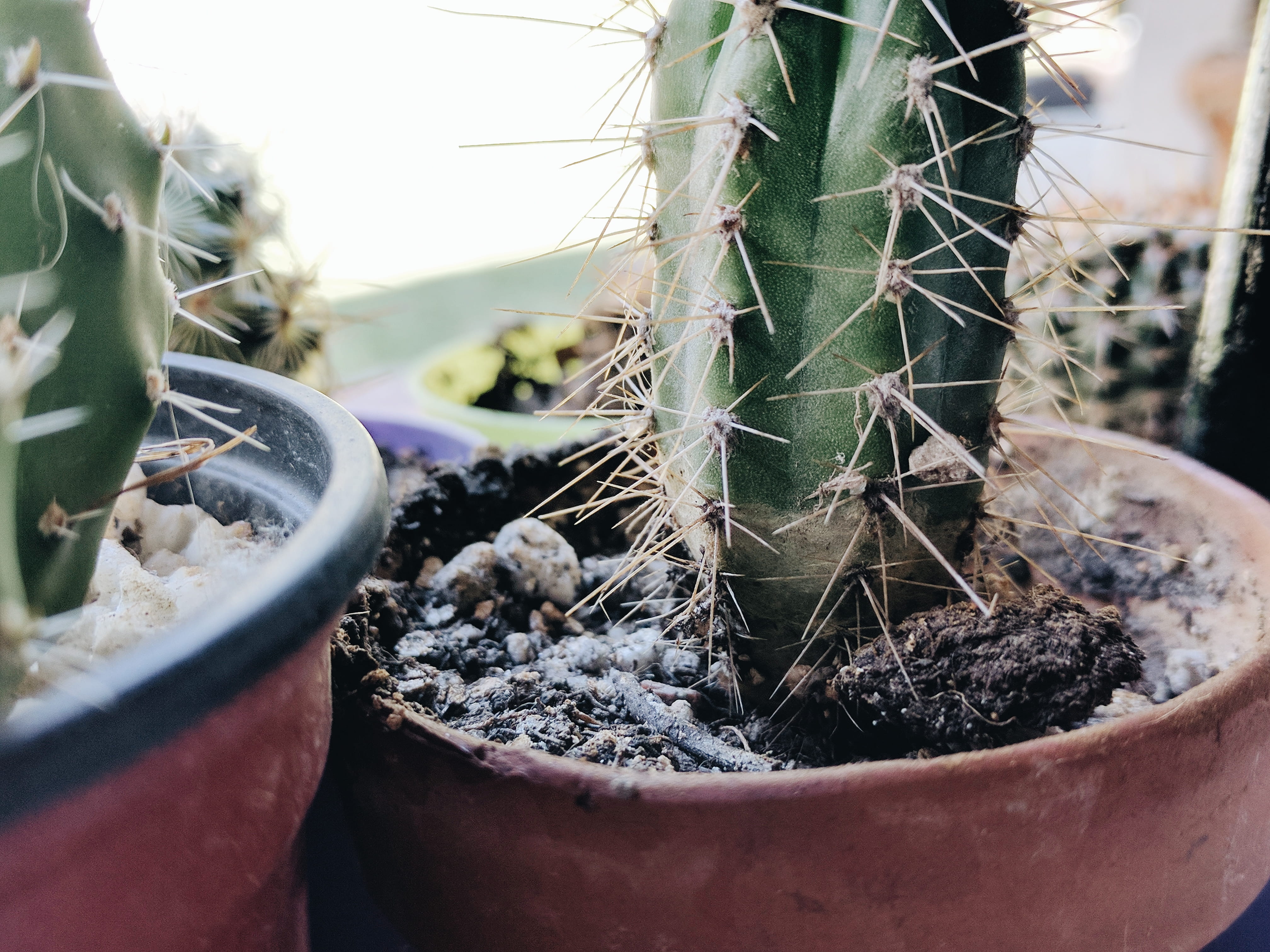 thorn, selective focus, succulent plant, nature, potted plant, close-up, flower pot, no people, cactus, avenida santa maría de las conchas 1799-1893, dirt, HD Wallpaper