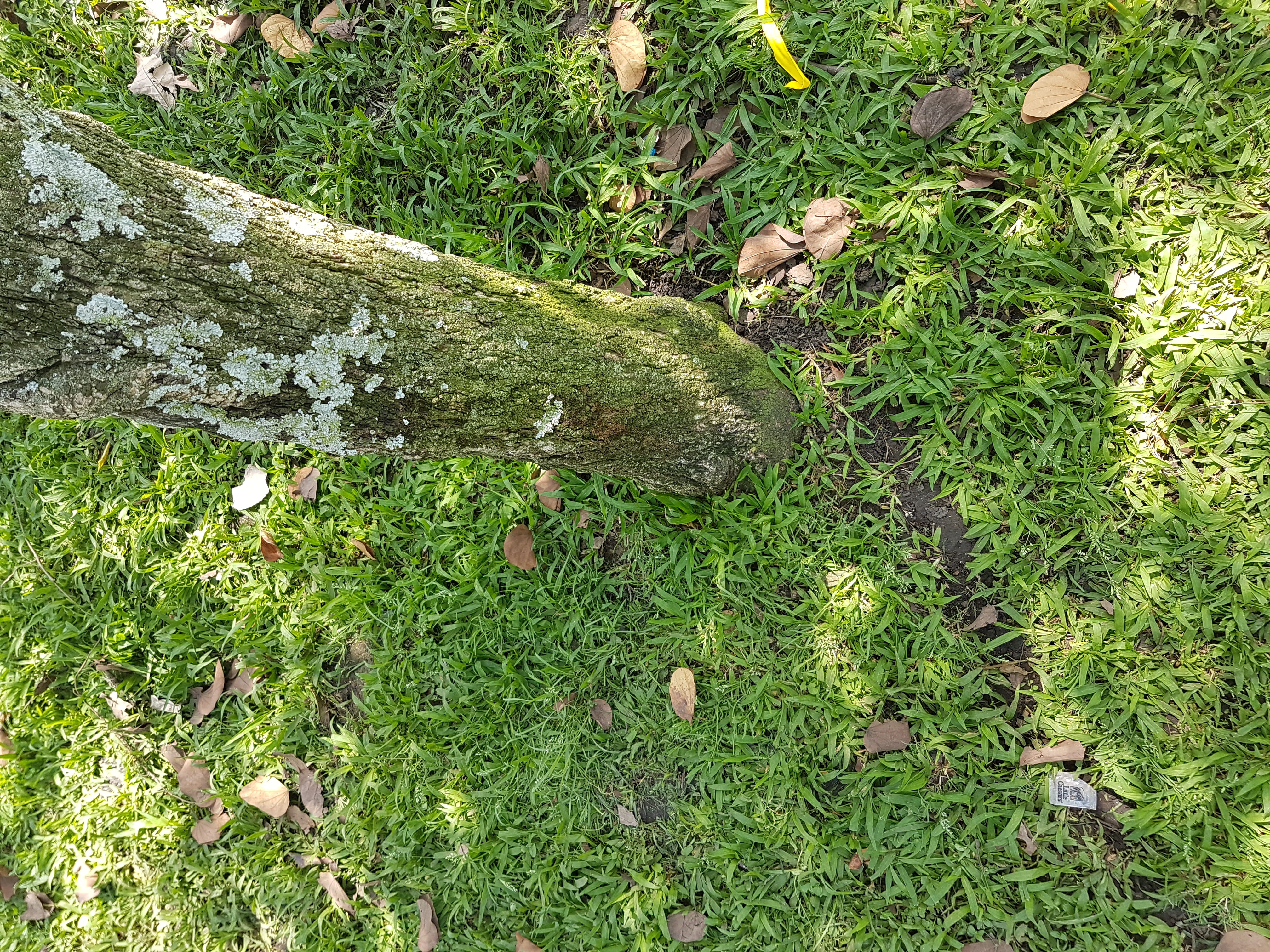 growth, grass, vertebrate, high angle view, outdoors, day, animal, nature, no people, green color, field, tree, animal wildlife, animals in the wild, guatemala, HD Wallpaper
