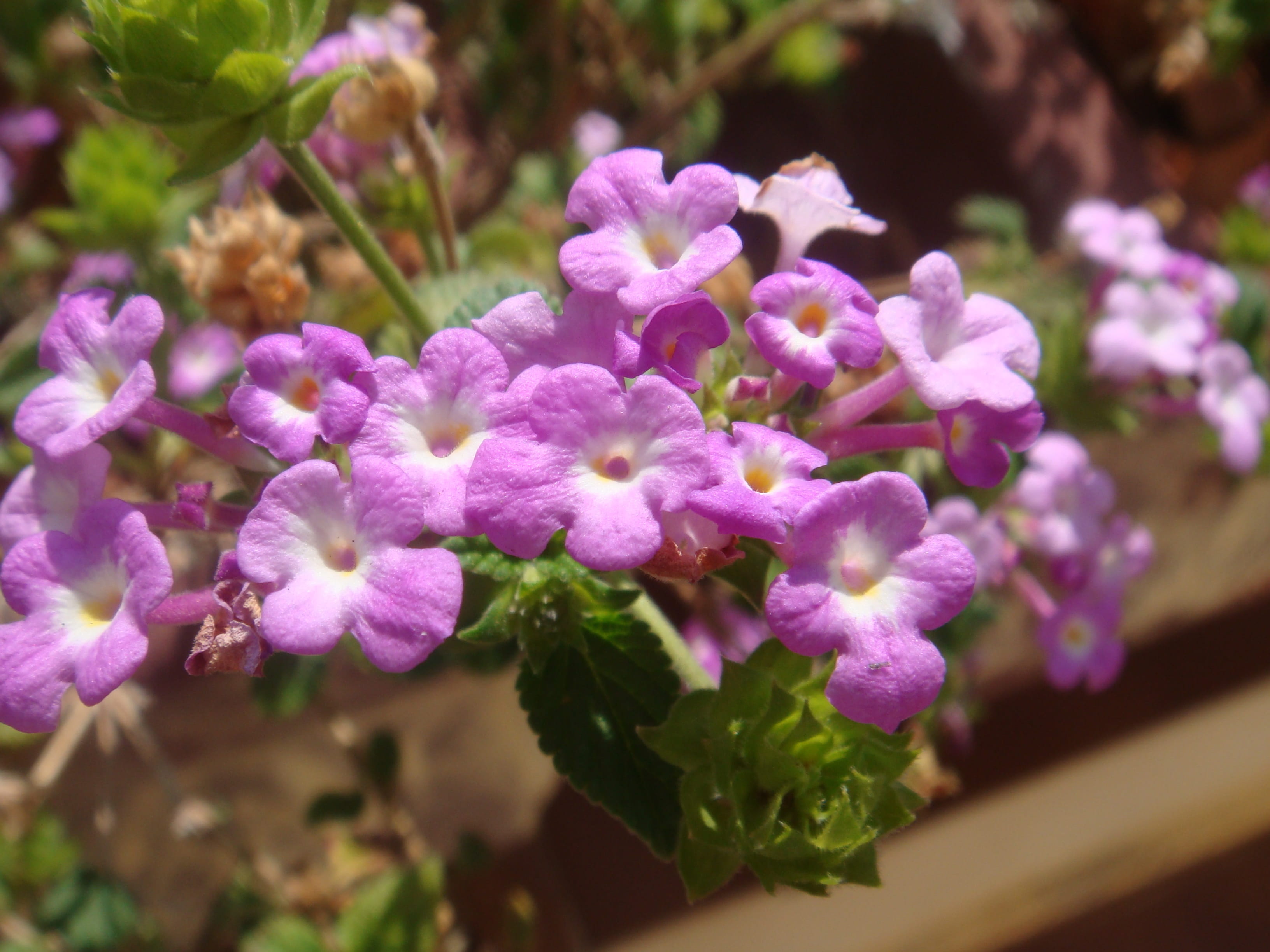 boxing ball, Garden, Boxing, flower, plant part, close-up, day, flower head, beauty in nature, outdoors, flowering plant, são paulo, lilac, nature, plant, HD Wallpaper