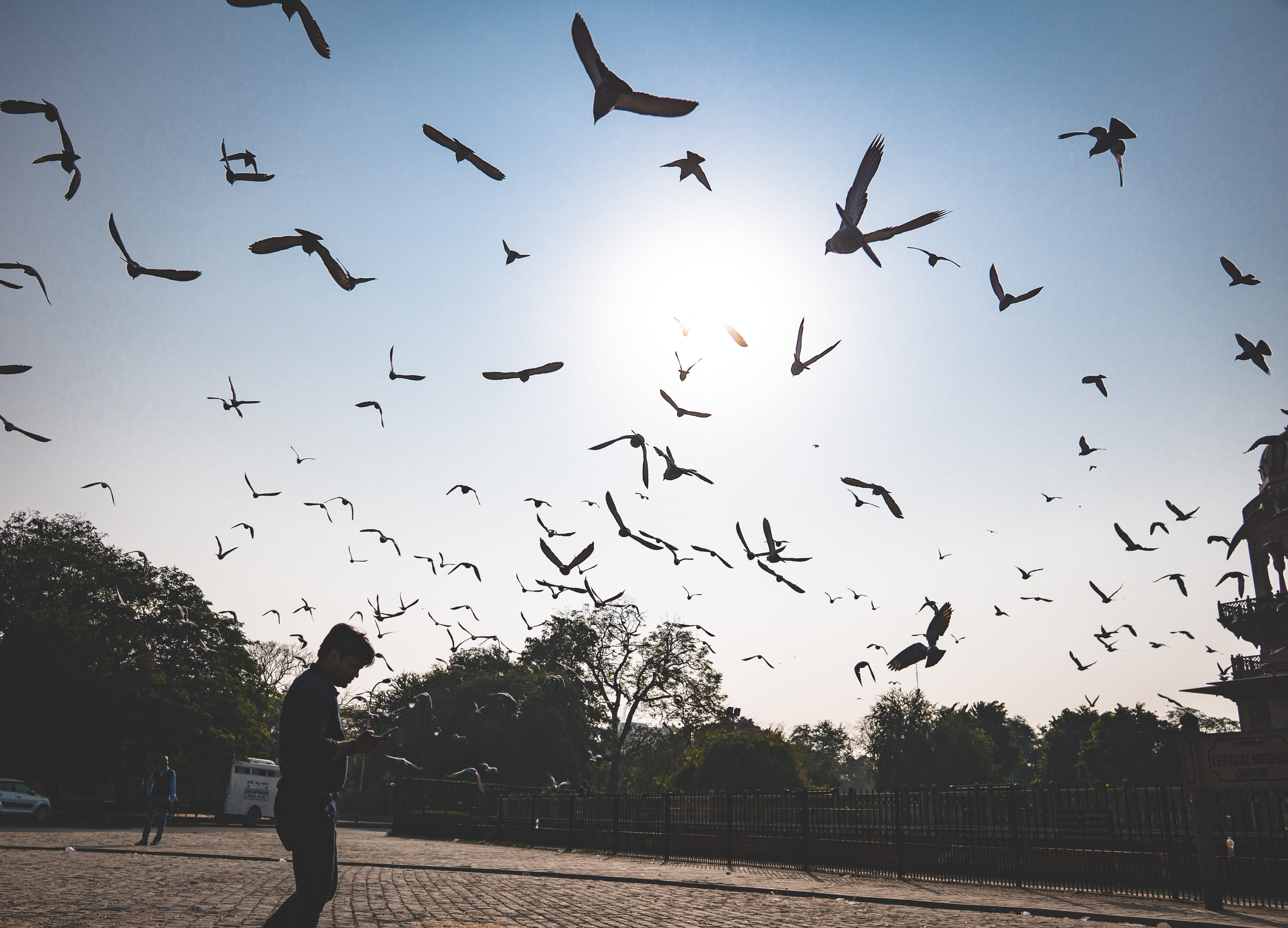 2018, lifestyles, happy, sonyalpha, motion, group of animals, landscape, human arm, jaipur, flying, vertebrate, large group of animals, mid-air, HD Wallpaper
