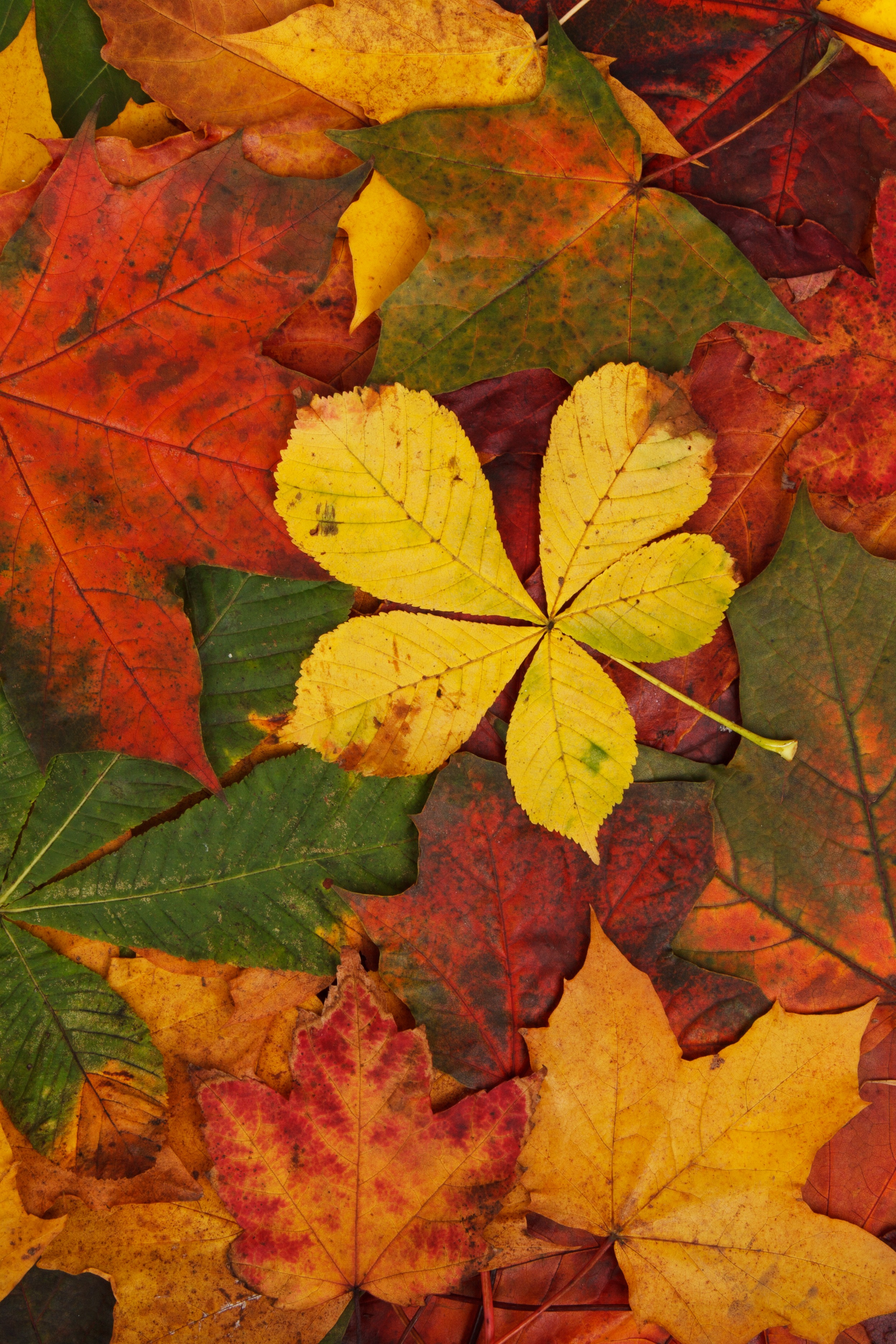 autumn collection, leaves, season, natural pattern, maple, fall, tree, green, no people, backgrounds, day, brown, natural condition, red, maple leaf, dry, Phone HD Wallpaper