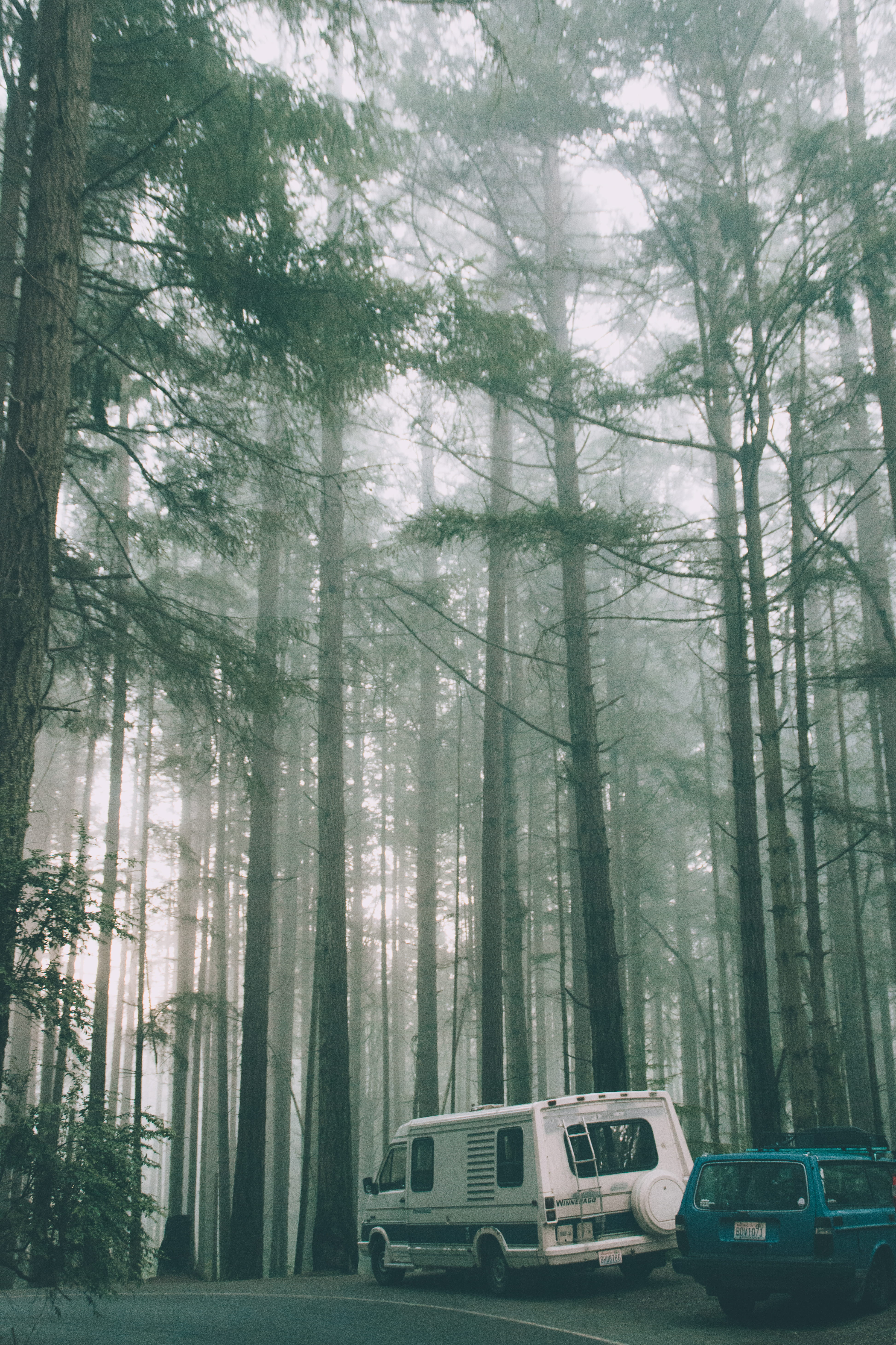 plant, bamboo - plant, point defiance, growth, land, trees, nature, car, road, fog, outdoors, clouds, sunlight, mode of transportation, blue, tree, 5K, Phone HD Wallpaper