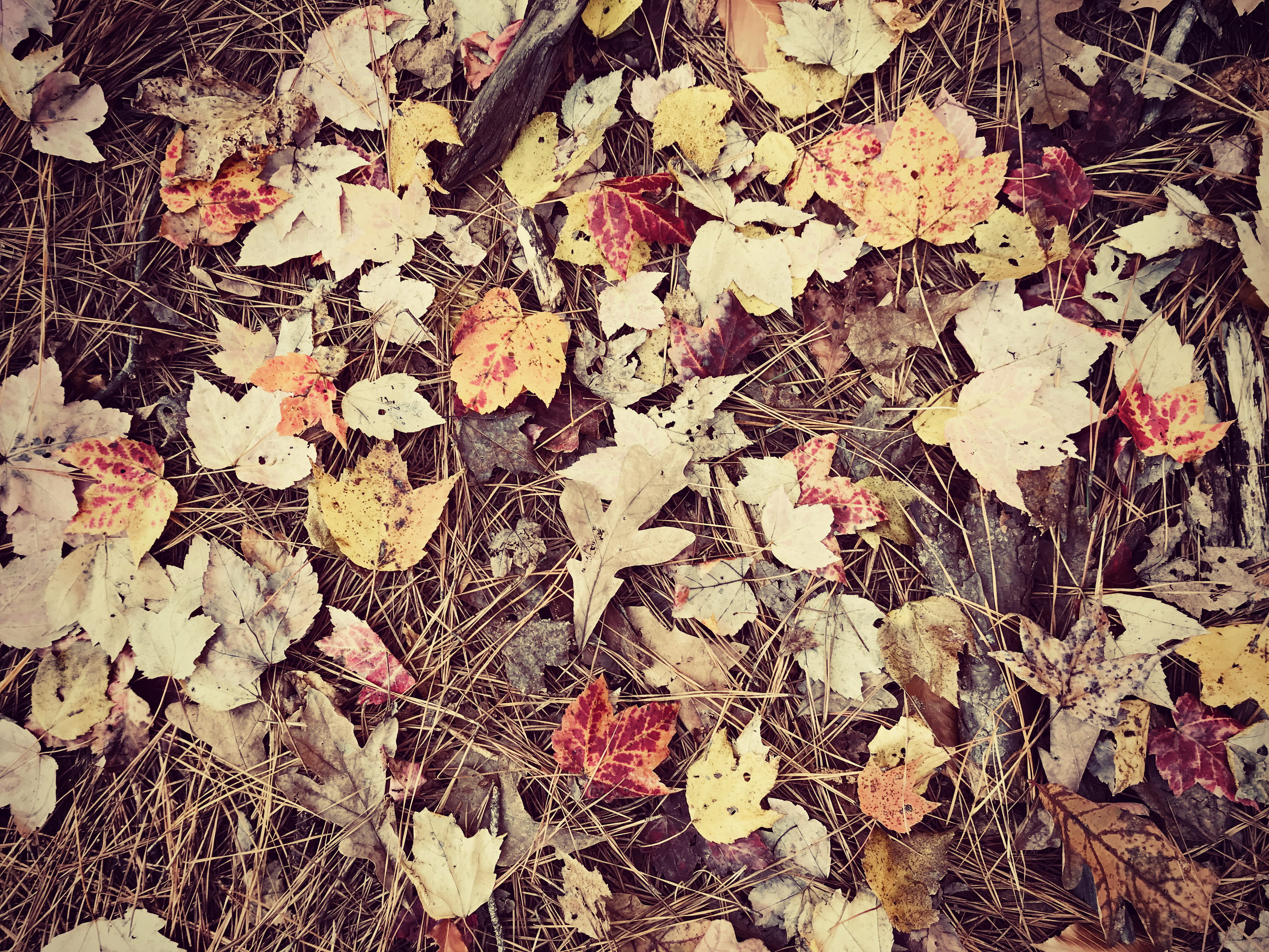 outdoors, plant, leaf, maple leaf, leaves, pittsboro, autumn, plant part, 4K, change, background, fragility, land, fall, jordan lake, dry, orange, field, HD Wallpaper