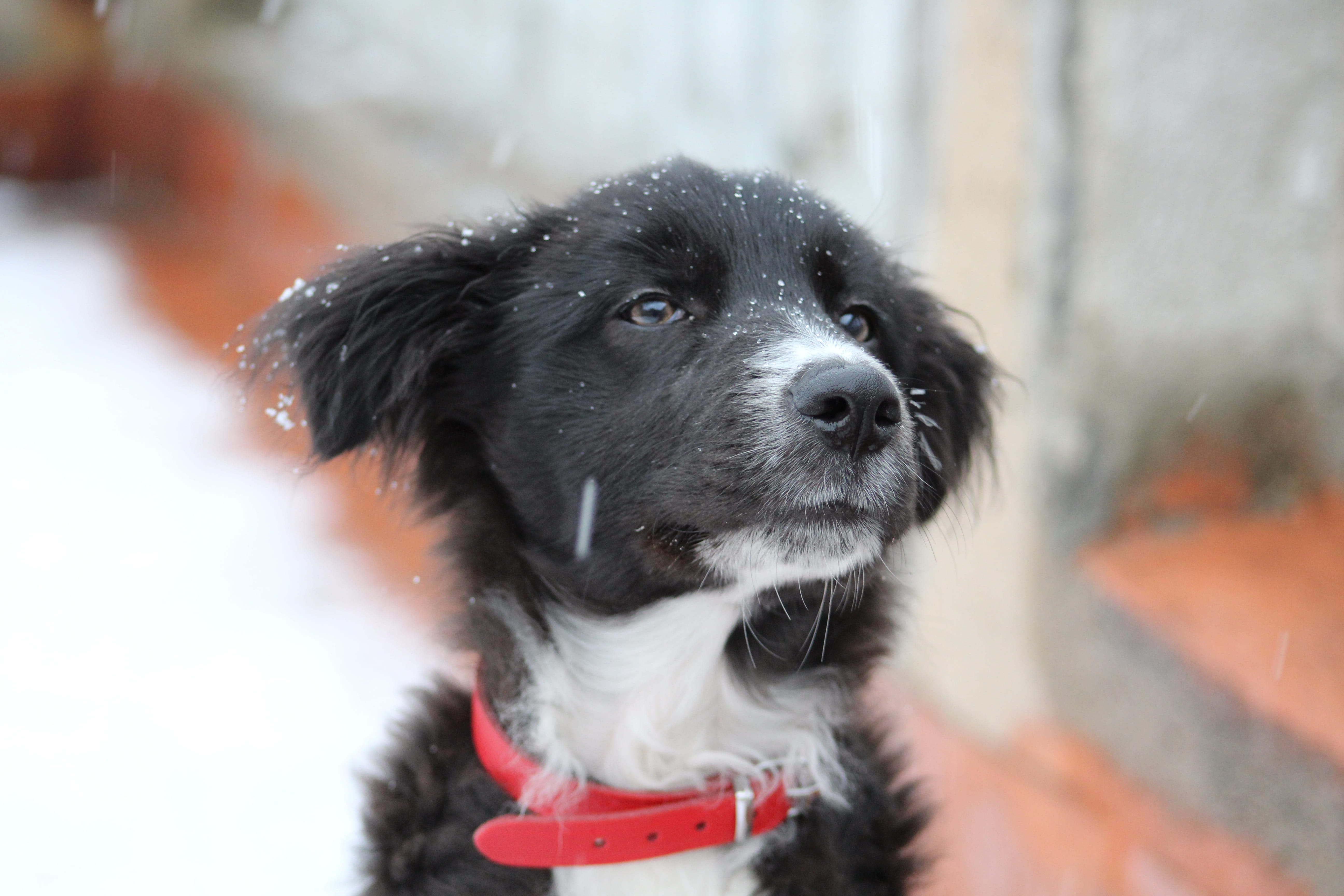 looking away, bordercollie, day, purebred dog, color, canine, cold, animal, pets, puppy, nature, domestic, photo, black color, look, domestic animals, looking, HD Wallpaper