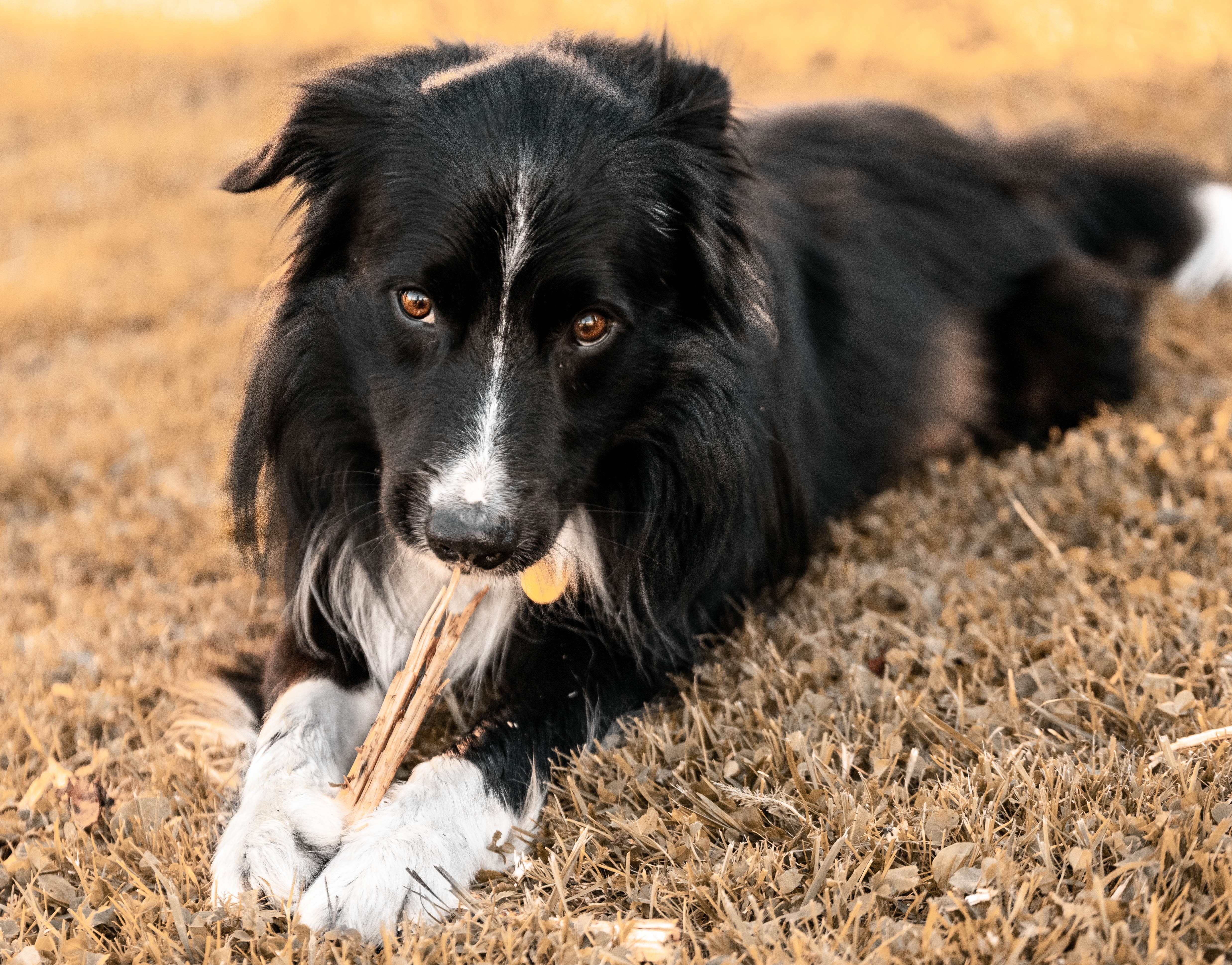 4K, photo, purebred dog, happy, bordercollie, black color, border collie, attractive, land, portrait, focus on foreground, pets, pet, nice, nature, field, HD Wallpaper