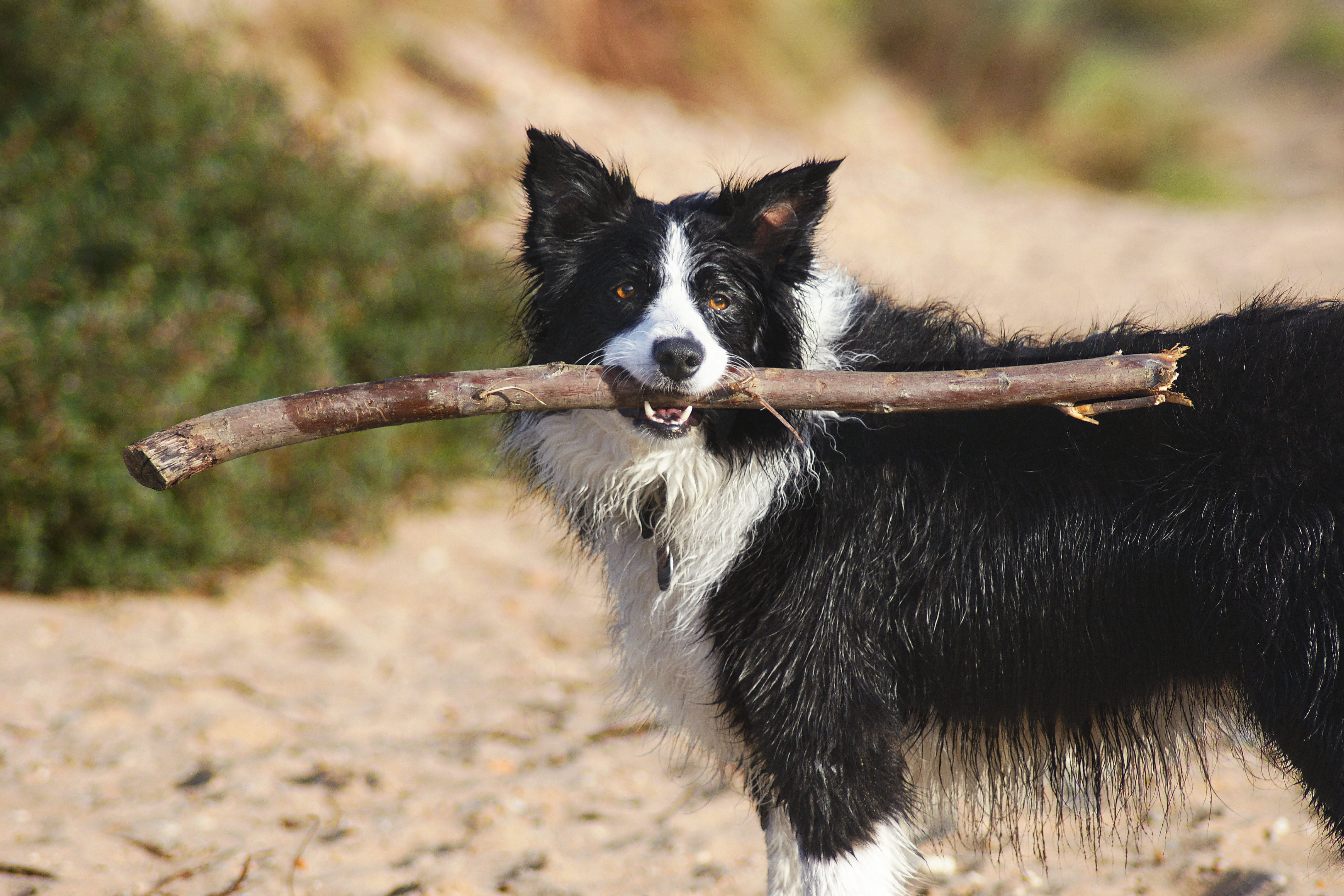 branch, border, domestic animals, france, carrying, mammal, strap, animal hair, no people, puppy, tree, hair, canine, black color, outdoors, border collie, HD Wallpaper