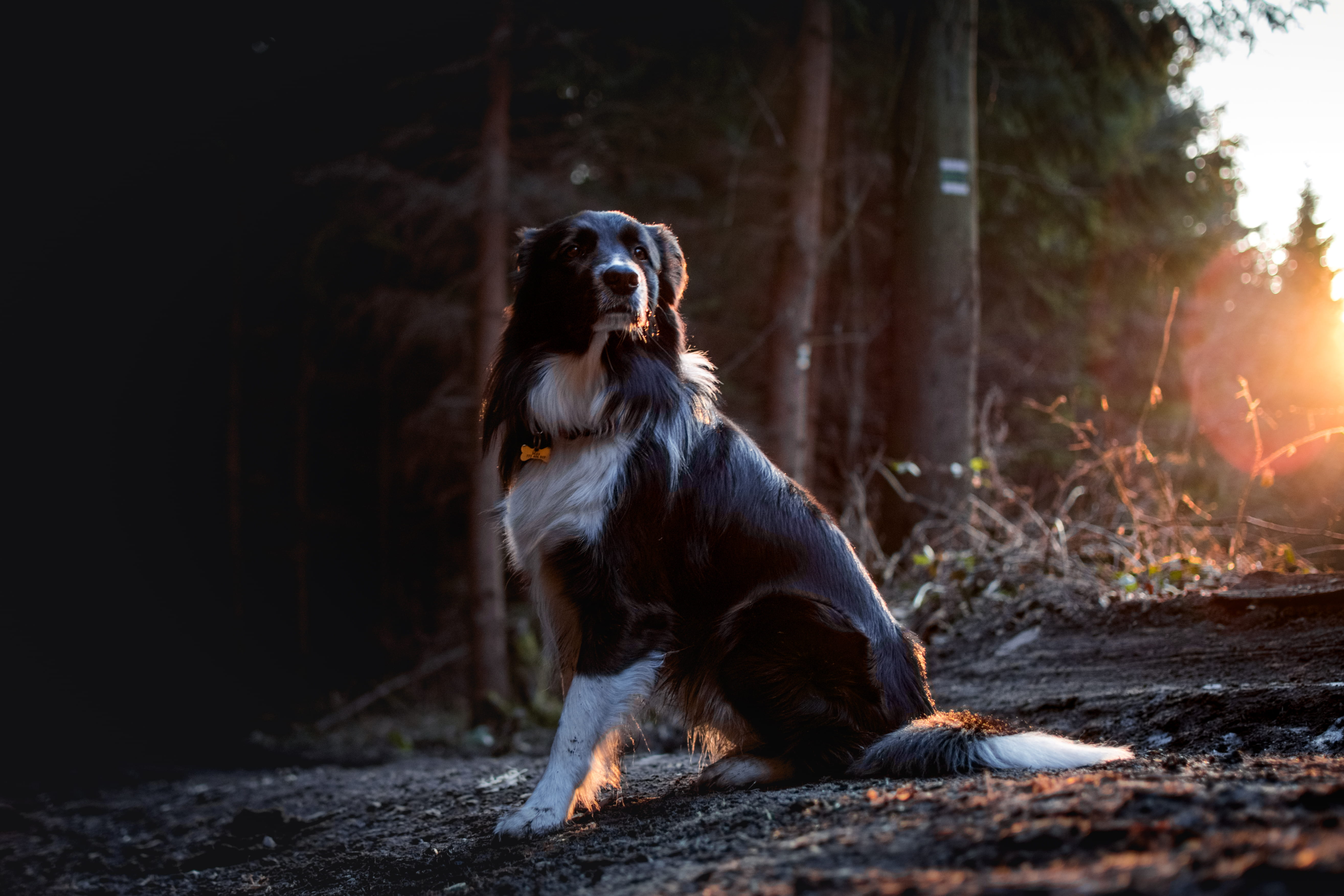 forest, sitting, outdoors, 5K, beautiful, mammal, animal themes, bordercollie, one animal, white, nature, no people, land, road, peace, woodland, pet, HD Wallpaper