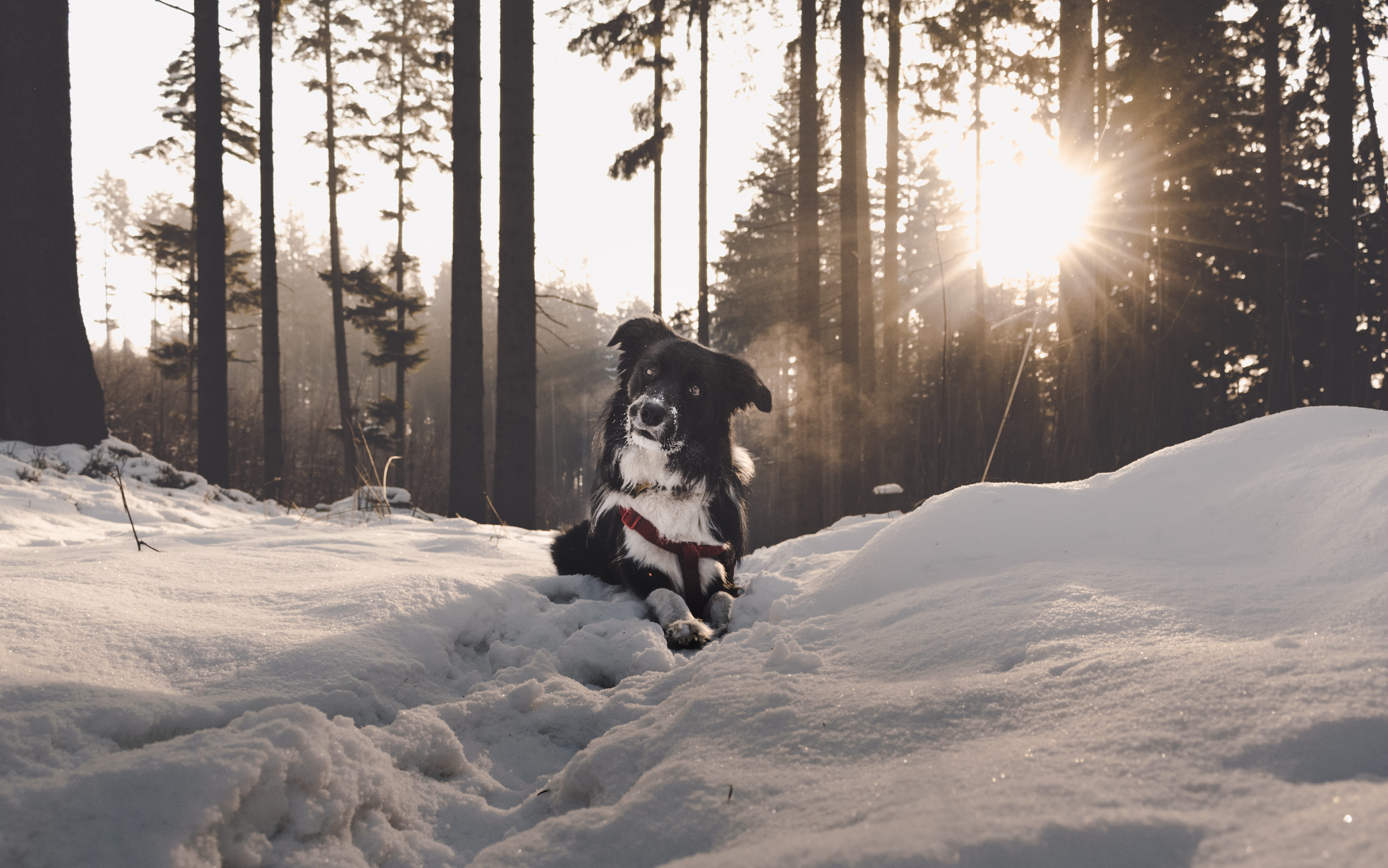 canine, no people, cold temperature, forest, czech, land, sunrise, covering, beautiful, vertebrate, sun, animal themes, sunlight, sky, lens flare, HD Wallpaper