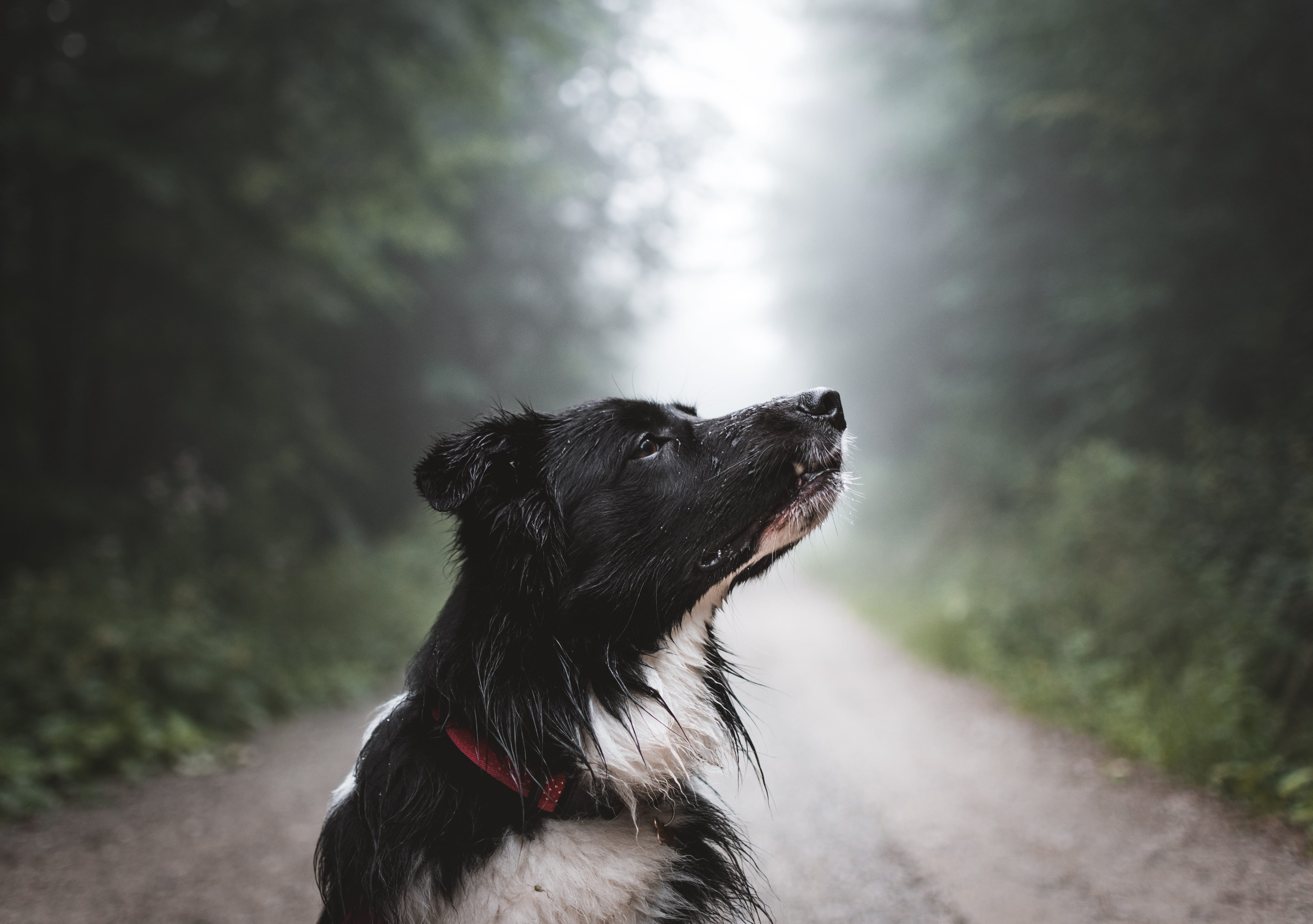 animal head, vertebrate, smell, mood, border collie, love, path, whisker, no people, purebred dog, outdoors, foggy, nature, unpaved, animal themes, looking, HD Wallpaper