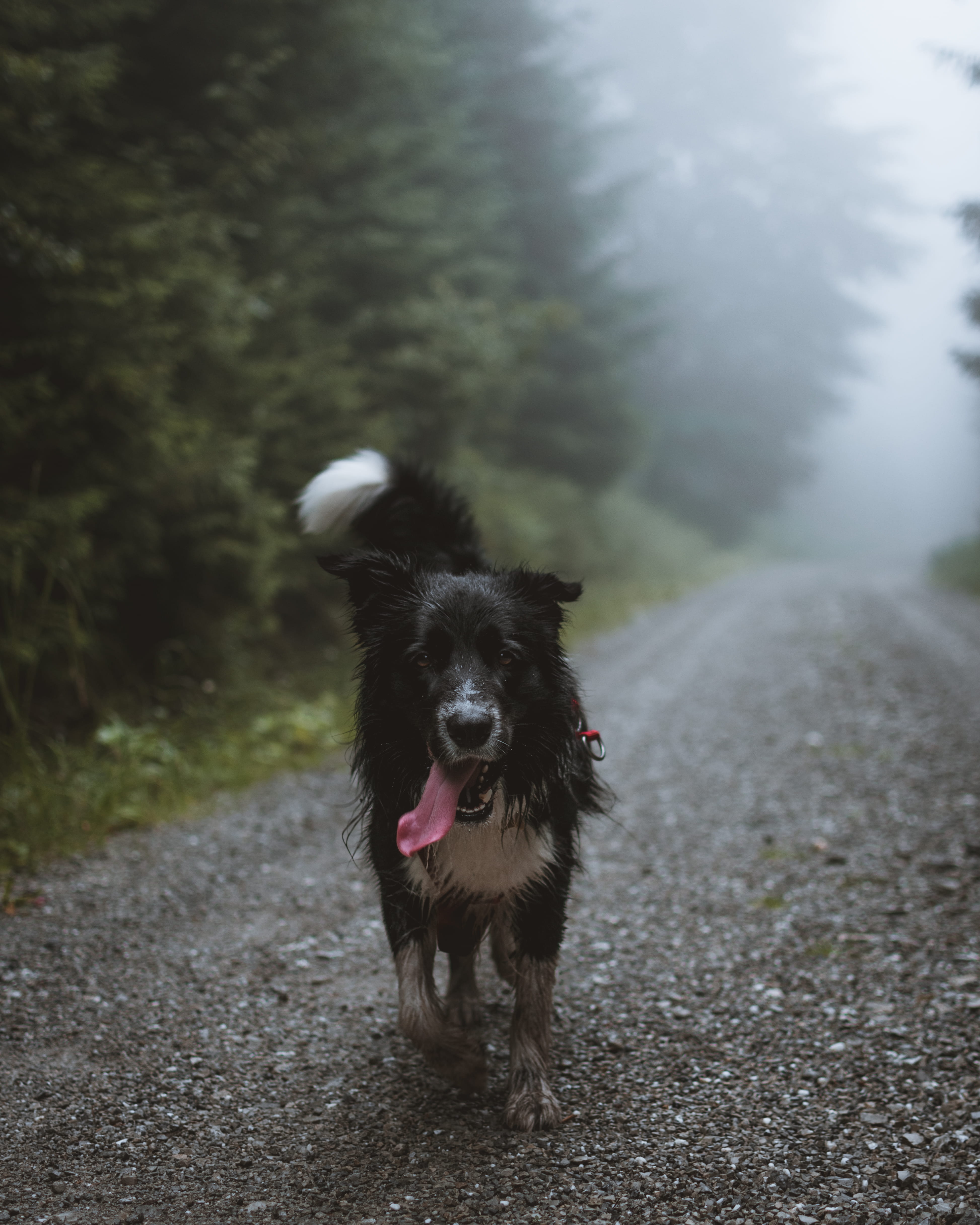 one Animal, misty, animal, love, path, mist, foggy, friendship, pathway, bordercollie, outdoors, black Color, small, beautiful, tree, looking, breed, canine, Phone HD Wallpaper