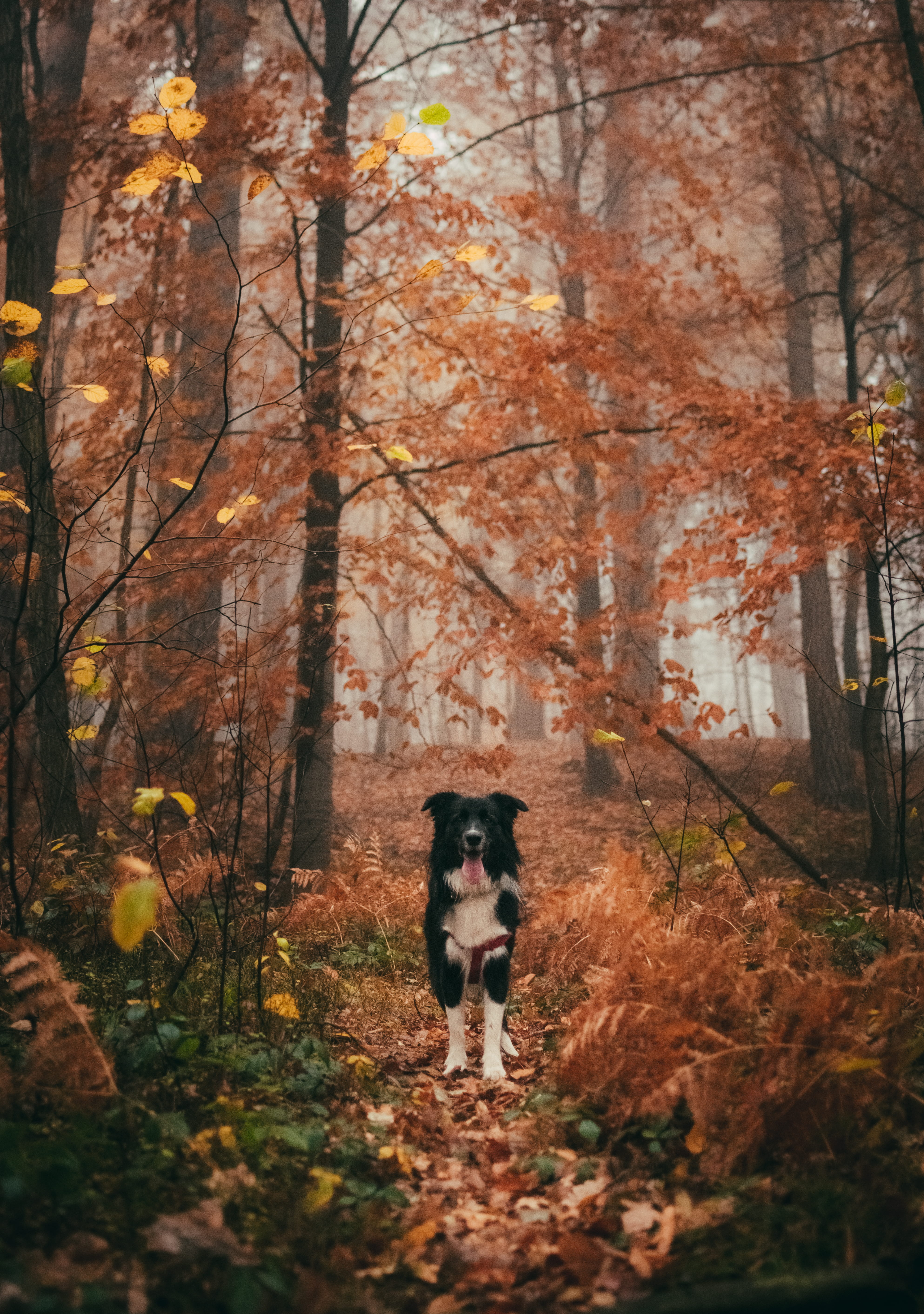 foggy, black, leaf, change, beauty, trees, rainy, land, color, love, folk, autumn collection, white, czech, outdoors, animal, domestic animals, one animal, Phone HD Wallpaper