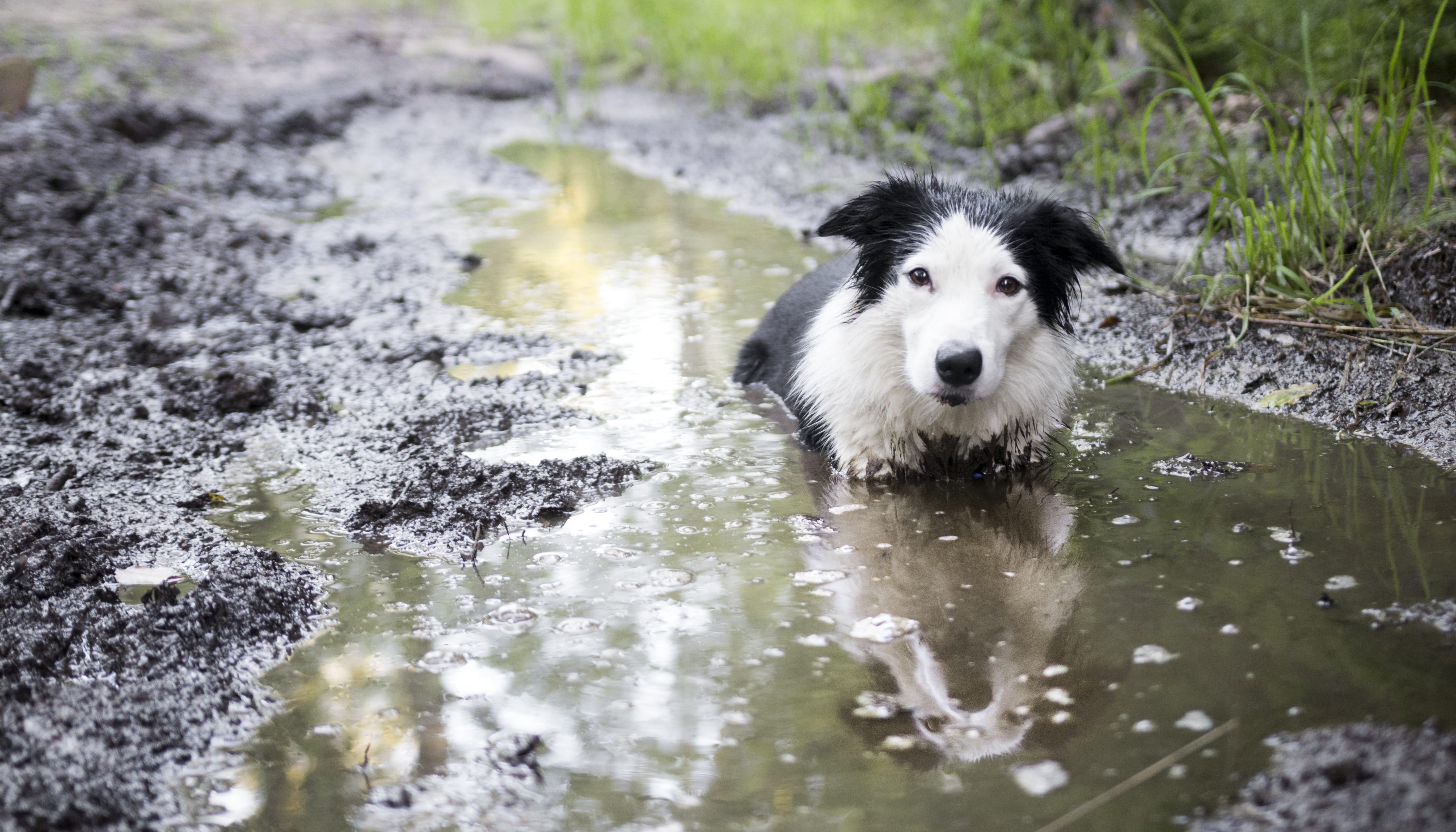 wet, border, animal themes, dog, domestic, border collie, outdoors, one animal, nature, no people, portrait, animal, attractive, water, 5K, dogs, pets, HD Wallpaper
