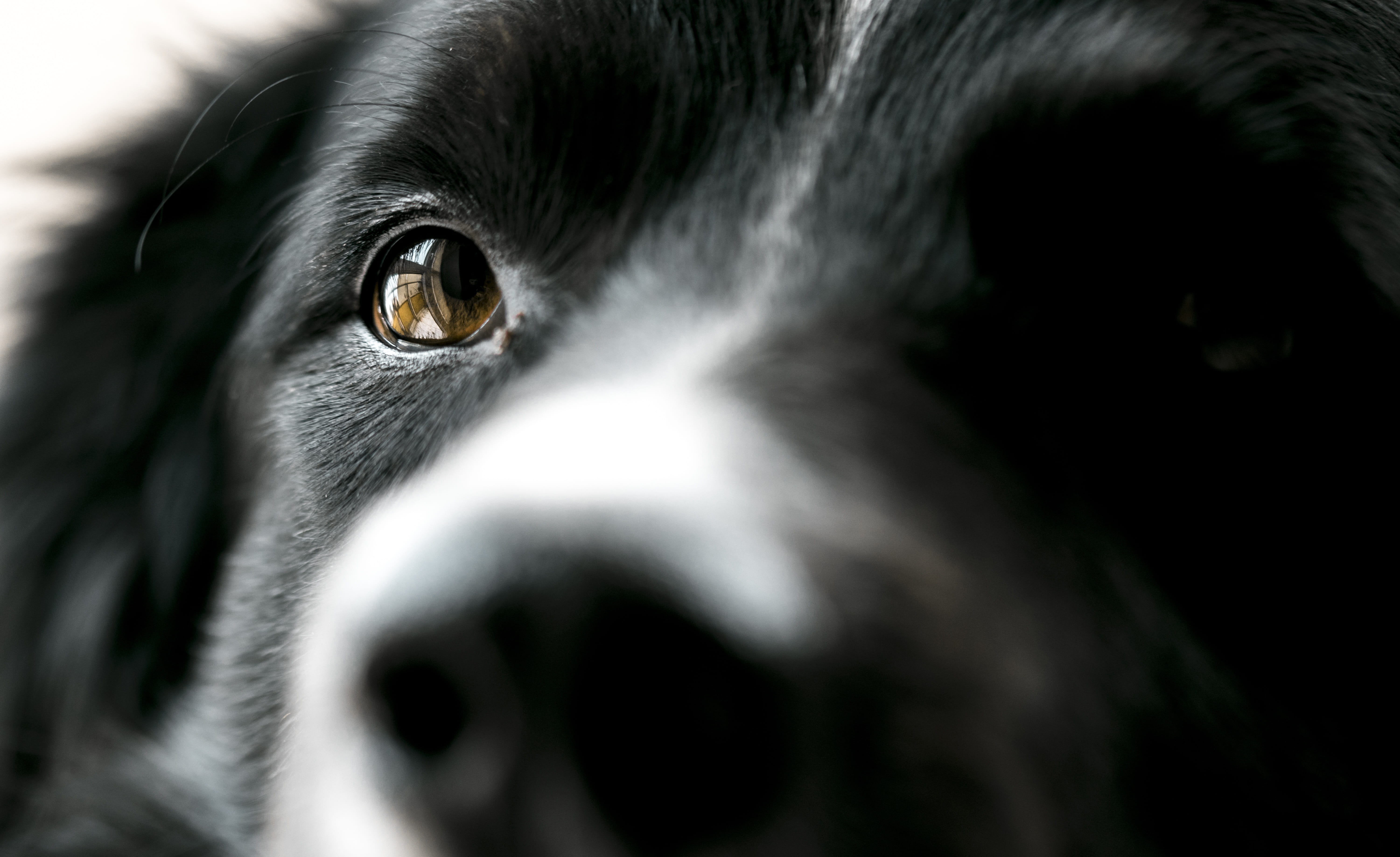 portrait, eye, animal, animal head, animal eye, selective focus, black, head, eyeball, canine, animal nose, domestic animals, close-up, animal themes, vertebrate, HD Wallpaper