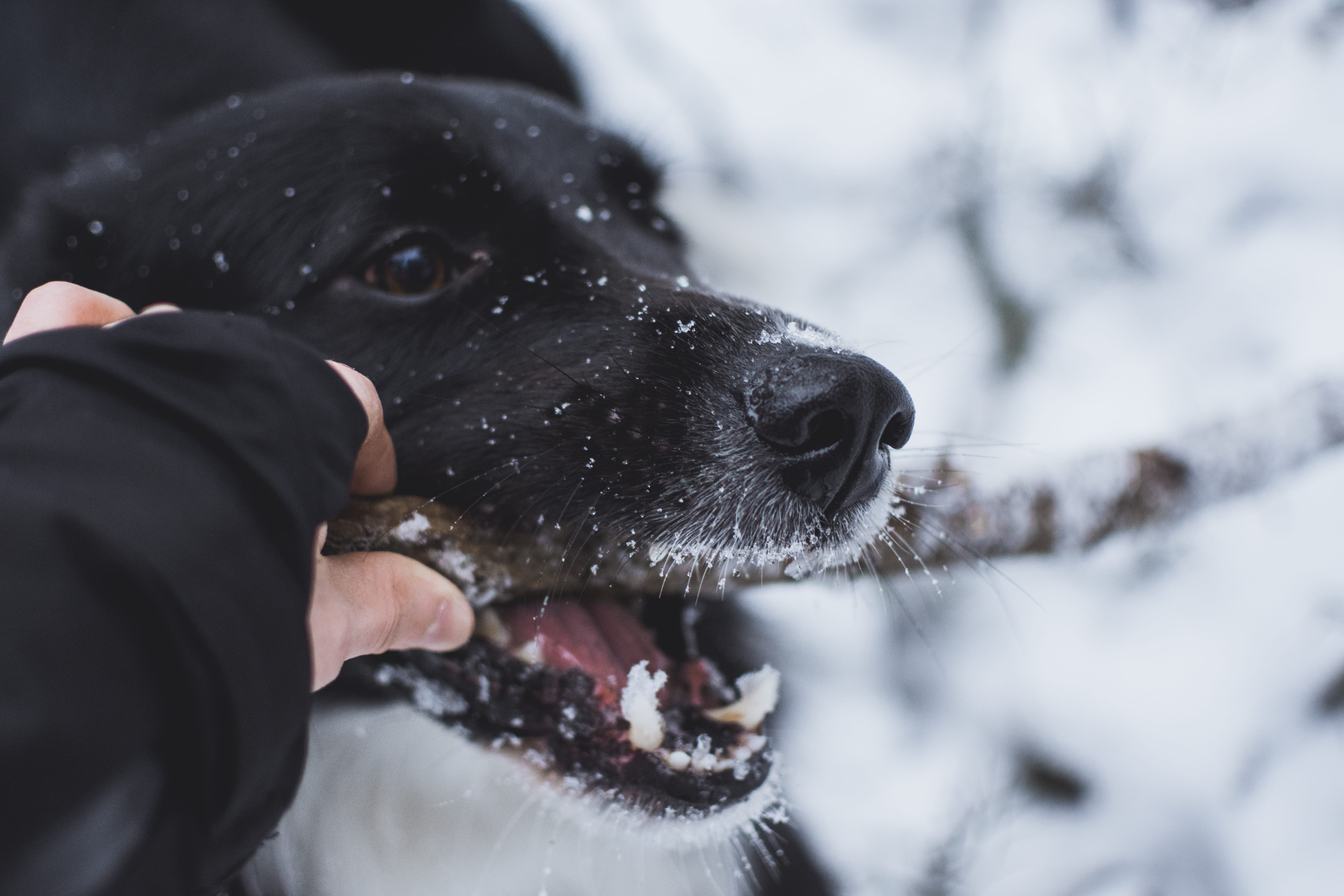 animal themes, day, pet owner, winter, pets, animal head, snow, dog, ze, nose, frozen, one person, animal, forest, makro, beautiful, vendryně, domestic animals, HD Wallpaper