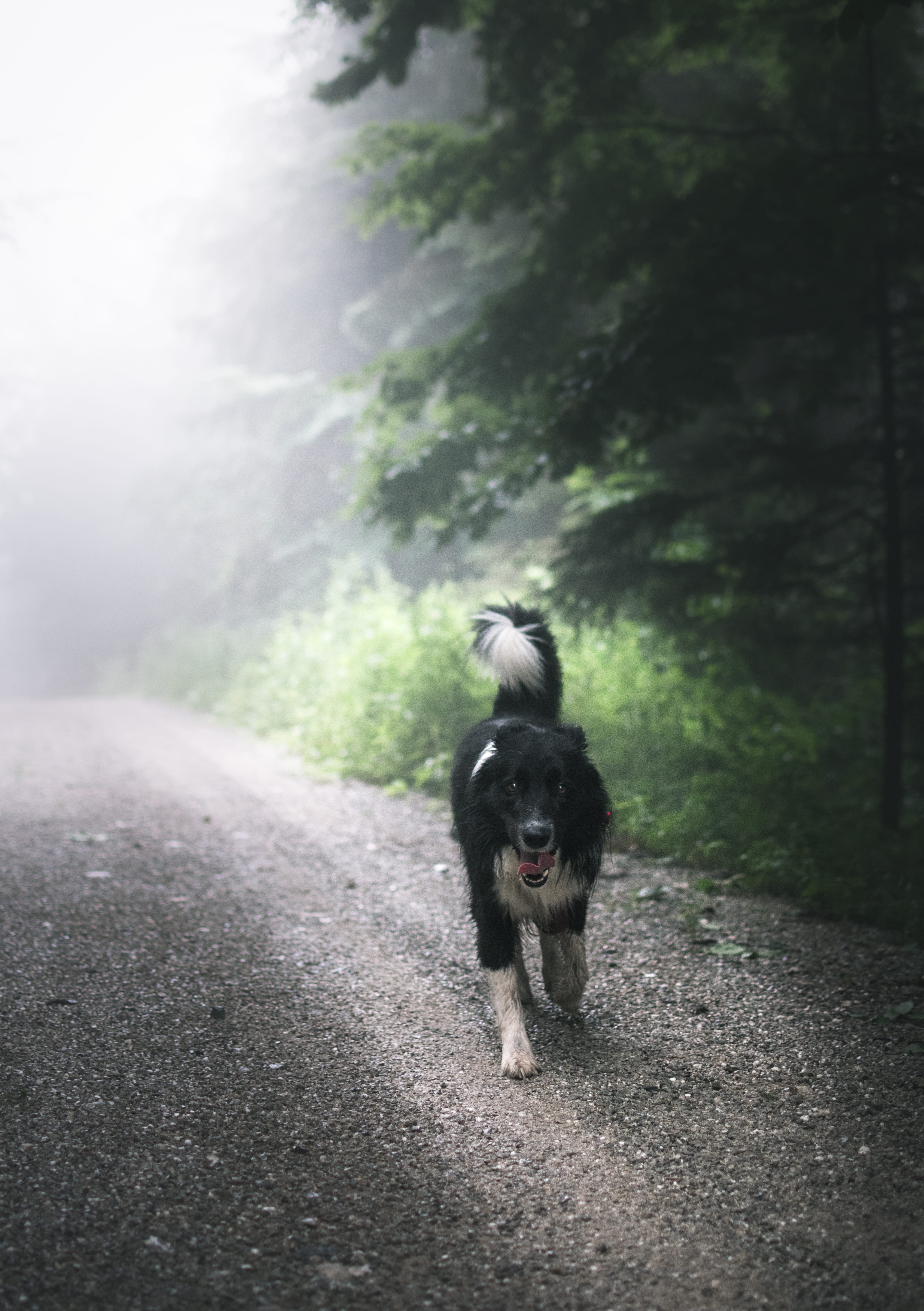 gutské peklo-národní přírodní rezervace, vertebrate, transportation, jog, nature, tongue, outdoor, mist, mouth open, bordercollie, running, třinec, czechia, Phone HD Wallpaper