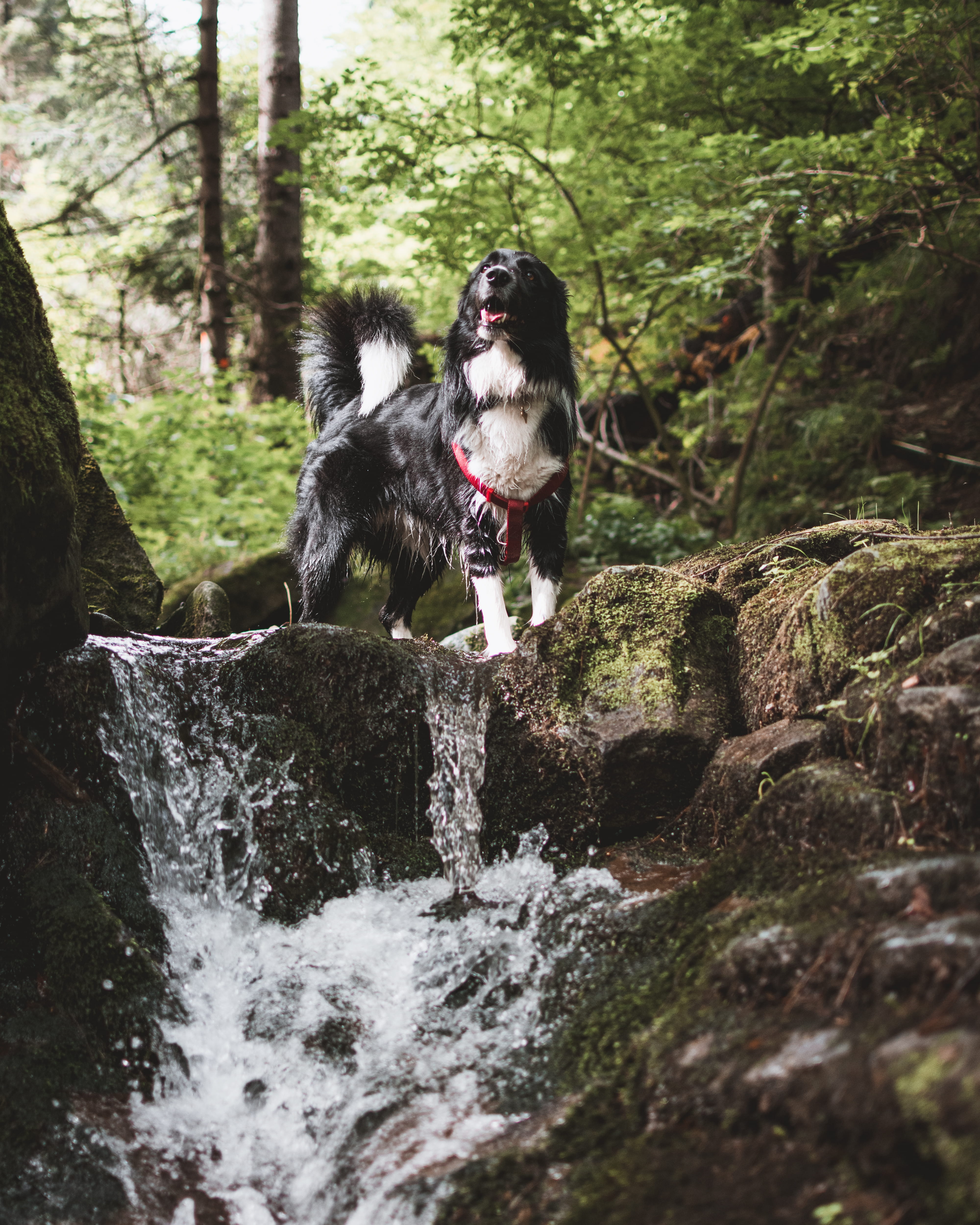gutské peklo-národní přírodní rezervace, waterfall, rock, one animal, vertebrate, day, rock - object, nature, bordercollie, mouth open, moss, třinec, plant, Phone HD Wallpaper