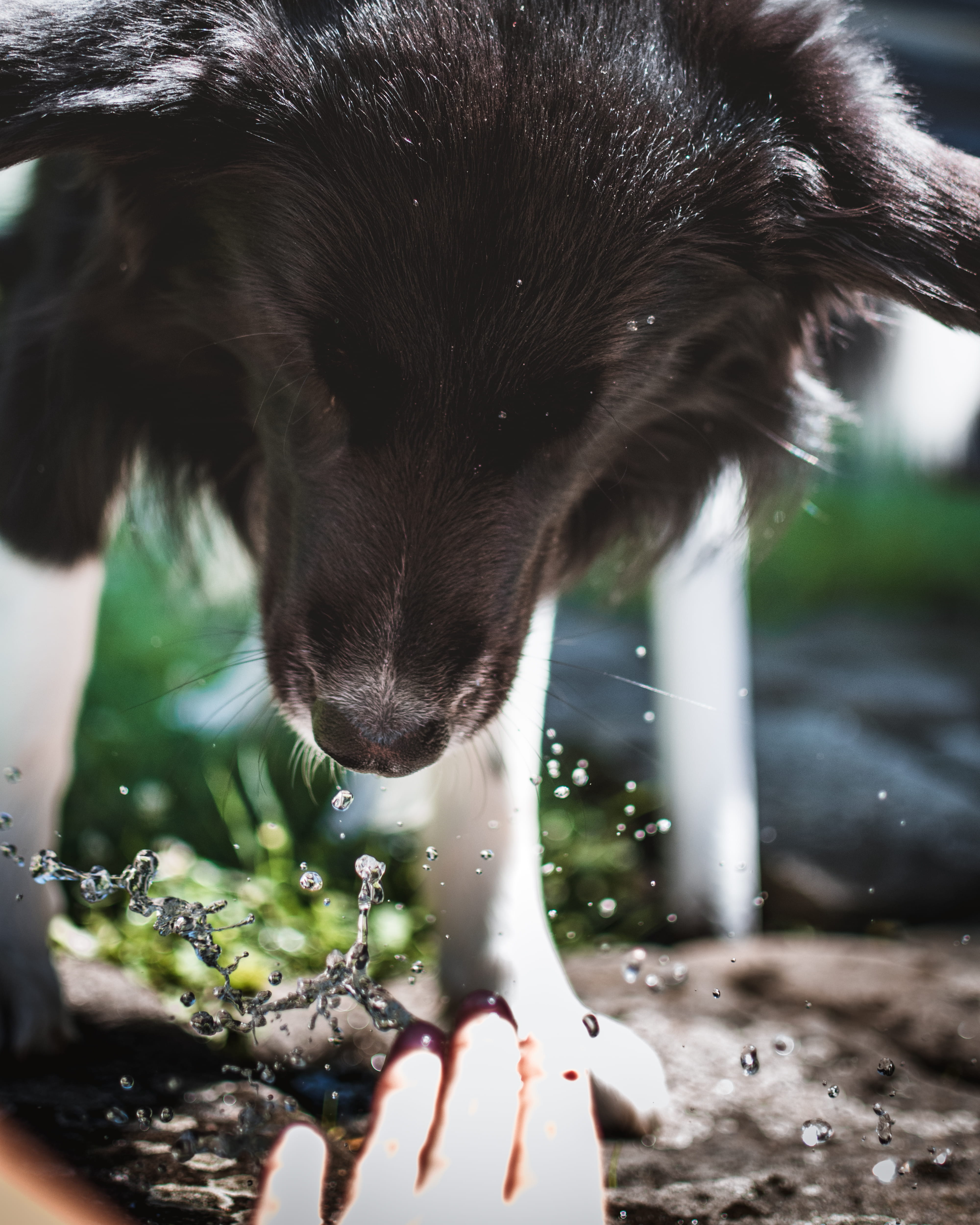 close-up, drinking, 4K, dog, funny, summer, waterdrops, domestic animals, czechia, pets, hand, sun, fun, domestic, one animal, human hand, vertebrate, Phone HD Wallpaper