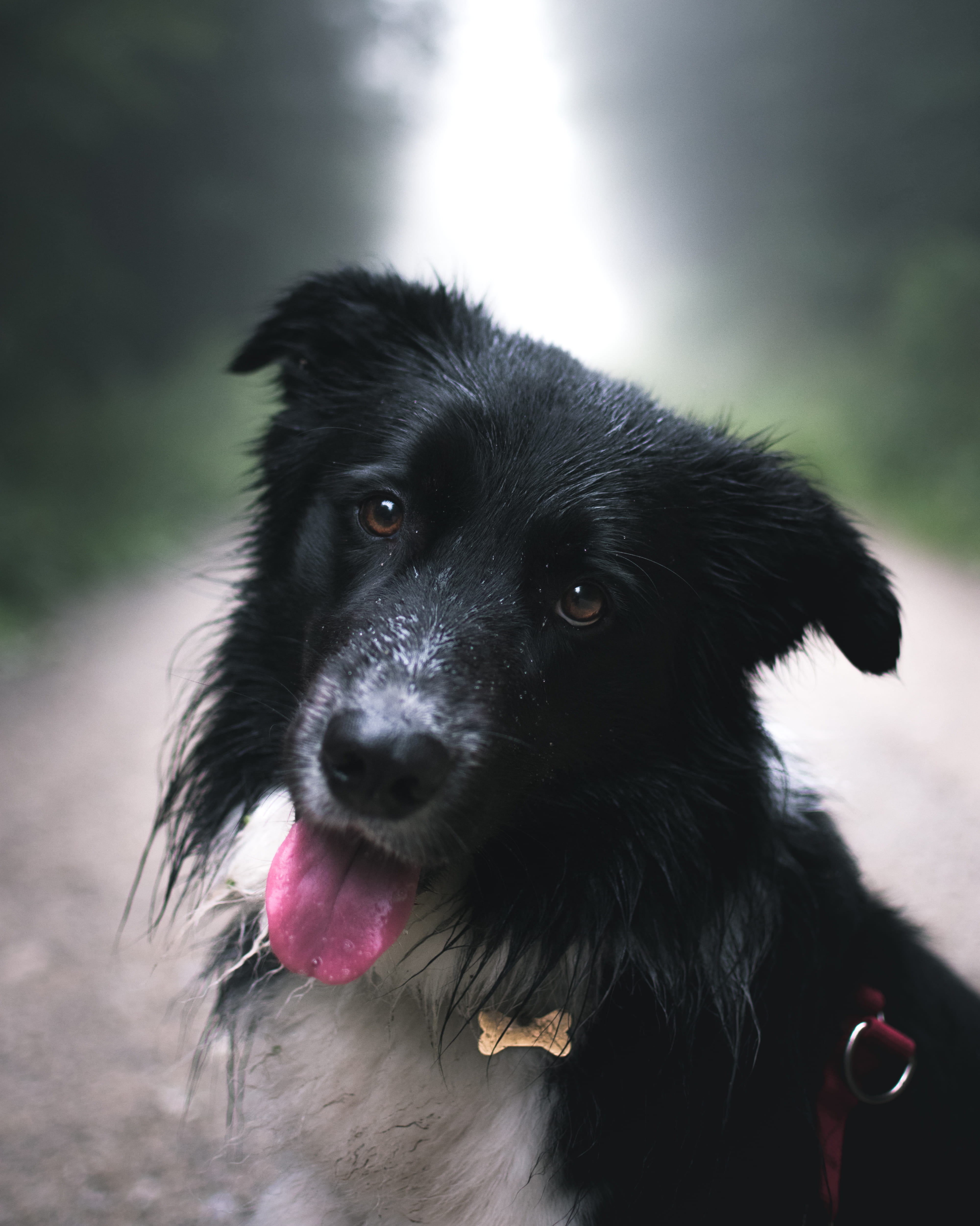 one animal, selective, black color, close-up, fur, closeup, tongue, vertebrate, domestic animals, portrait, animal head, dog, snout, photography, gutské peklo-národní přírodní rezervace, Phone HD Wallpaper