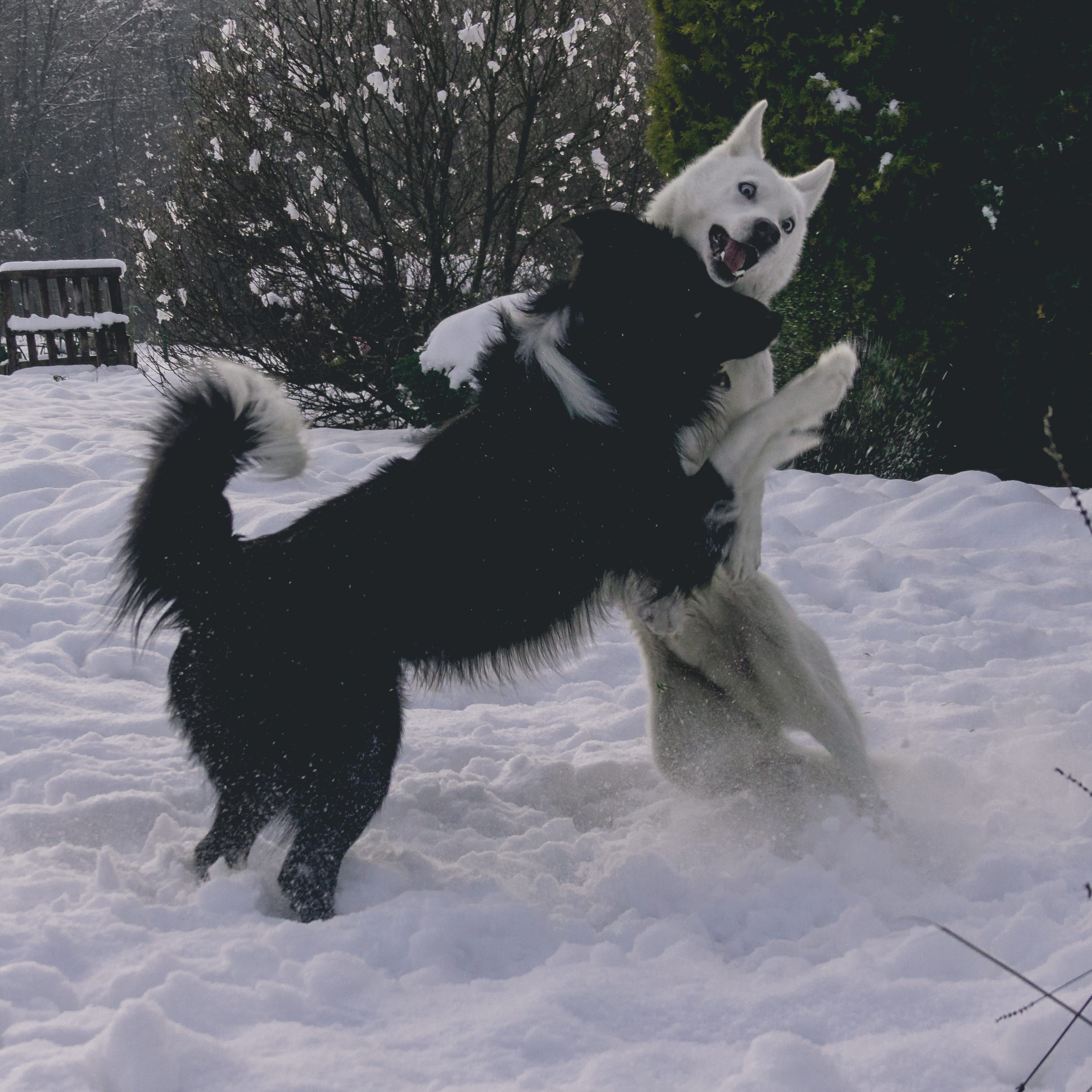 land, fur, cold, field, dog, day, fun, cold temperature, outdoors, husky, snowing, domestic, white color, domestic animals, canine, czech, mammal, dogs, Phone HD Wallpaper