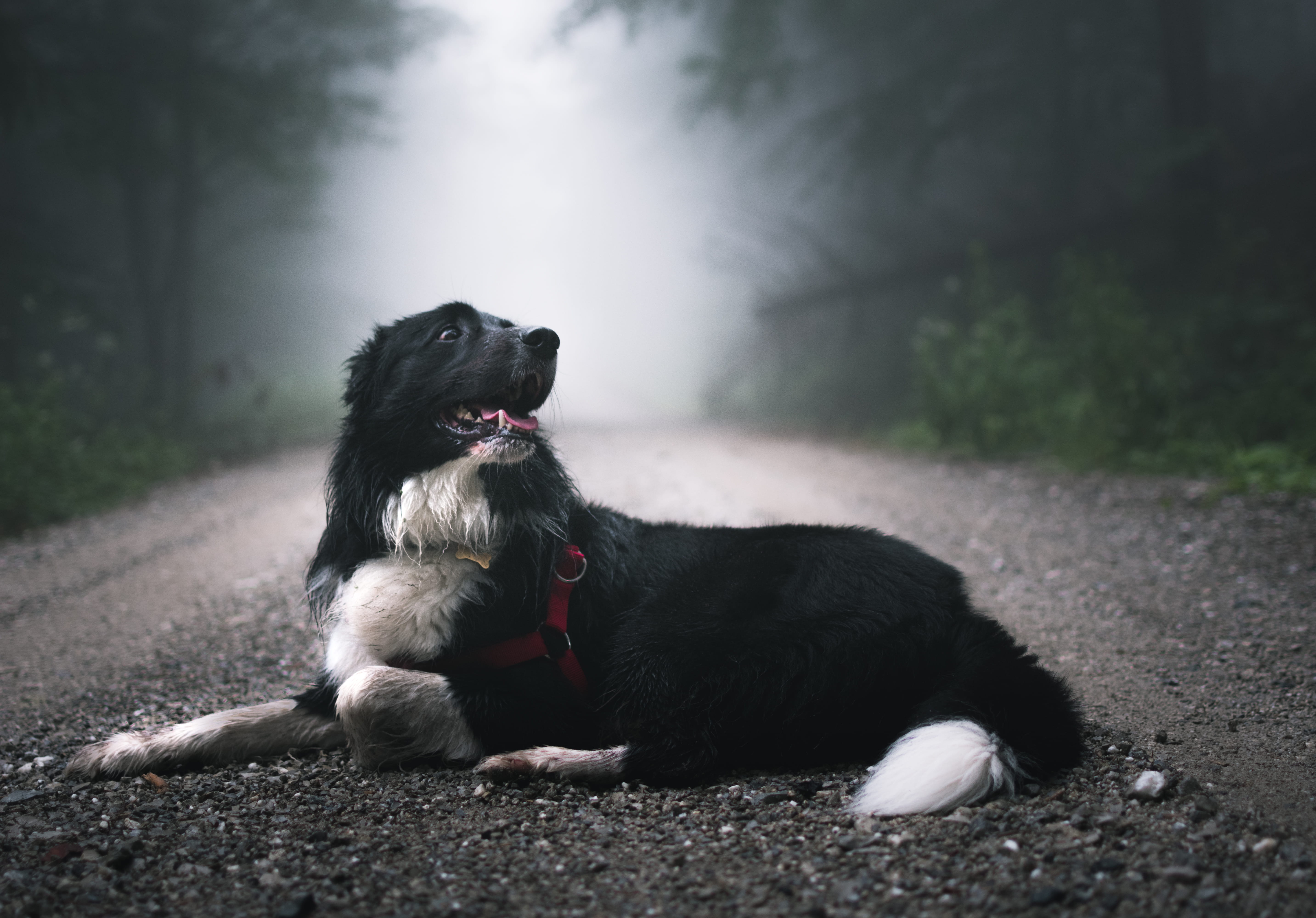 atmosphere, park - Man Made Space, black Color, short, rain, white, tree, path, animal Tongue, shepherd, looking, 5K, walk, obedience, summer, floor, foggy, HD Wallpaper