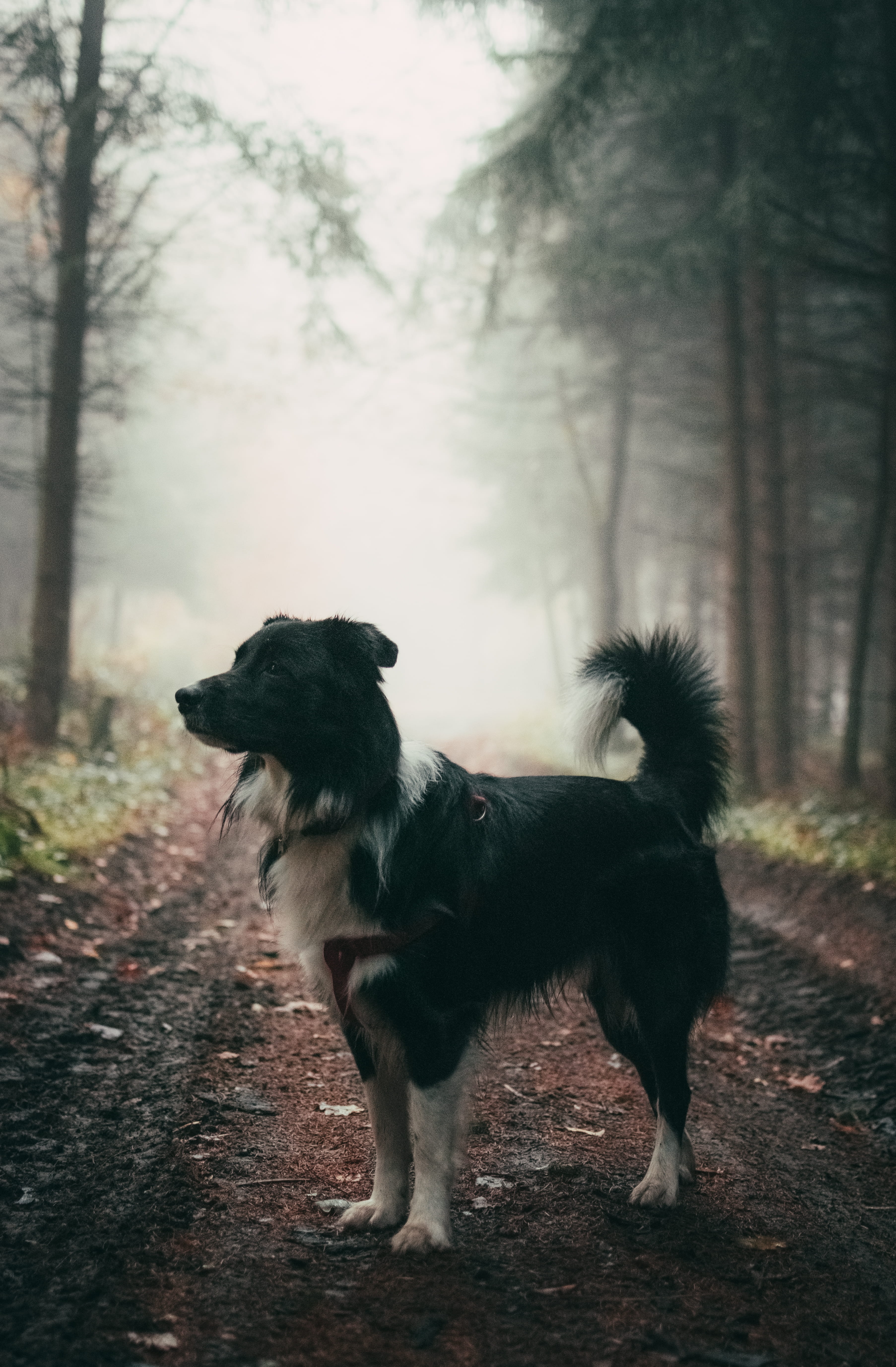 one animal, forest, atmosphere, day, coated, path, no people, vertebrate, walk, misty, 5K, land, brown, dog, bordercollie, nature, soil, domestic, black, Phone HD Wallpaper
