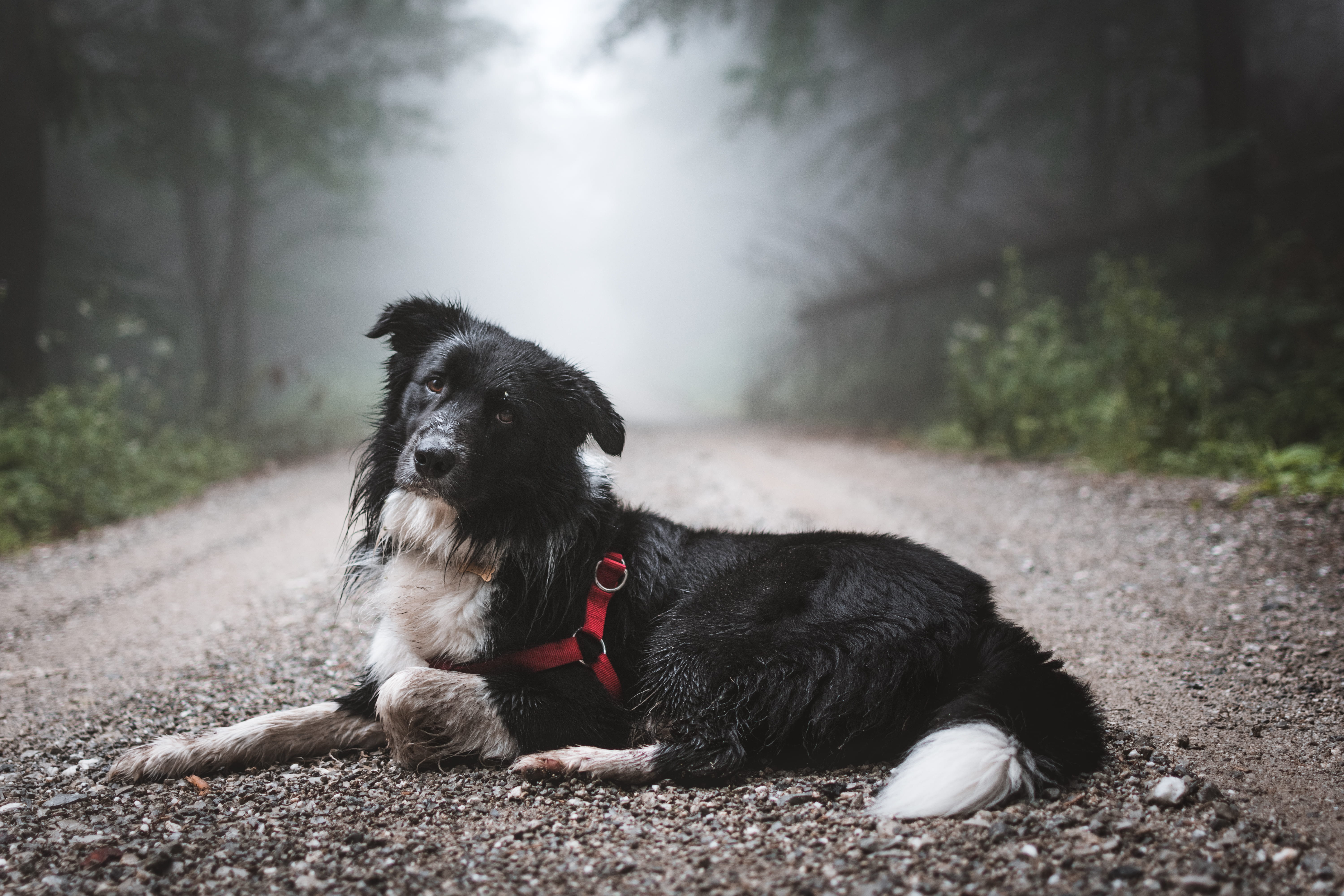 lying down, one animal, summer, light, hike, plants, focus on foreground, relaxation, animal, lying, atmosphere, day, border, hiking, canine, bordercollie, HD Wallpaper