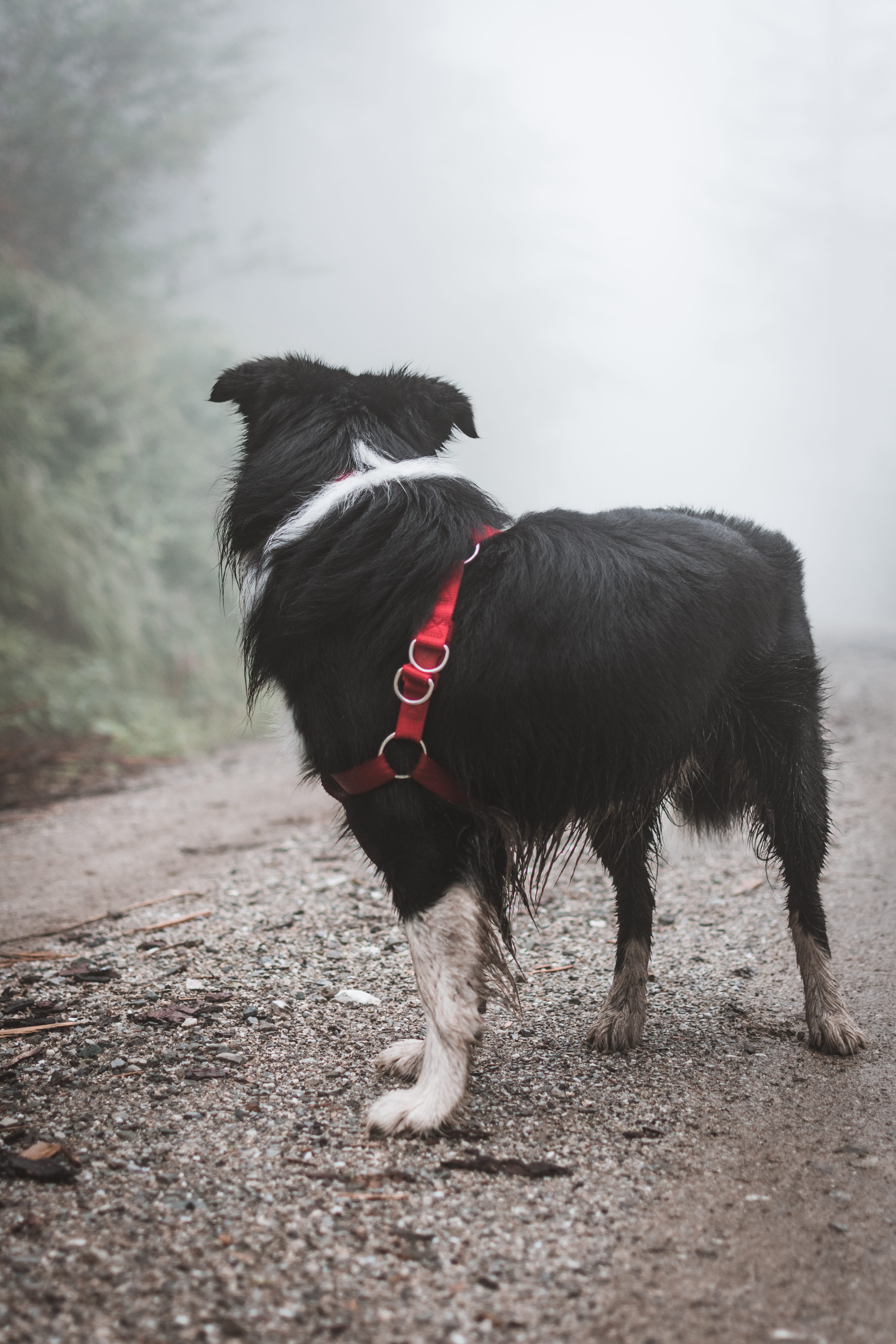 fog, domestic, no people, land, animal themes, collar, vertebrate, nature, pets, moody, adult, mammal, white, 5K, forest, outdoors, photography, green, Phone HD Wallpaper