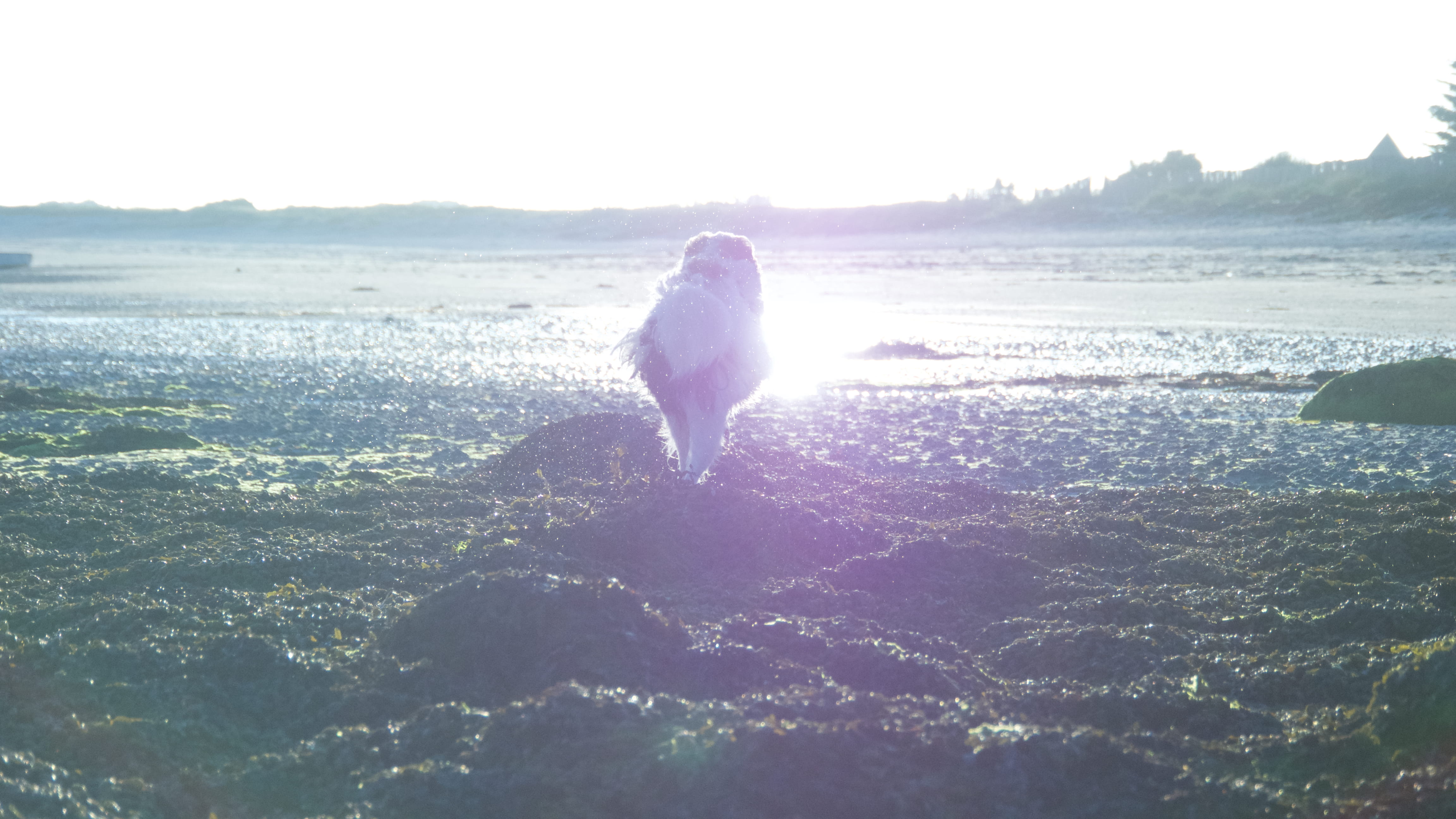 no people, sky, sea, beach, running, france, sunset, vertebrate, dog, pets, domestic, animal themes, one animal, land, beauty in nature, domestic animals, HD Wallpaper