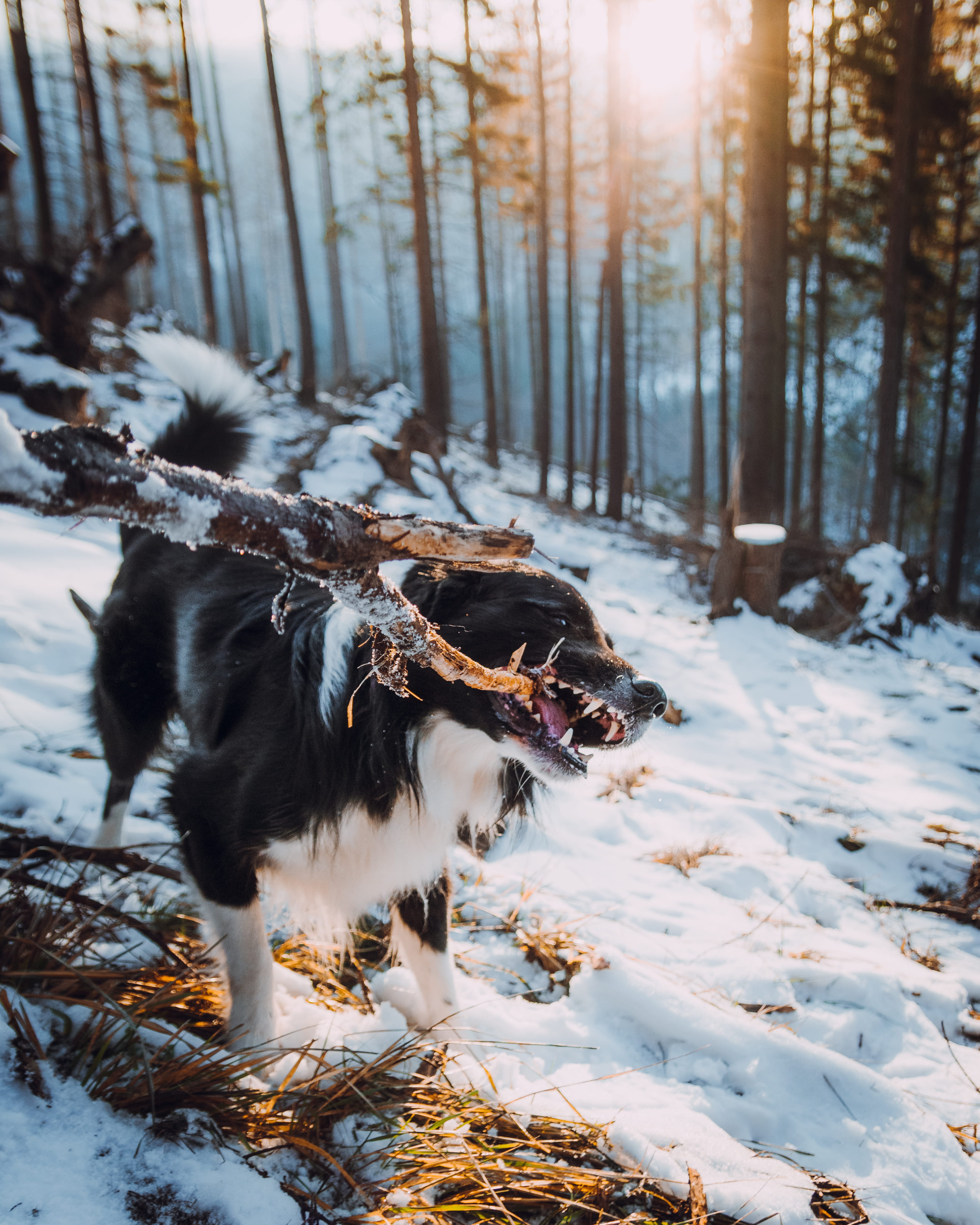 snowcapped mountain, weather, sunset, pets, day, beauty, domestic animals, sunlight, field, canine, no people, nature, cold, sun, tree, white, fun, mammal, Phone HD Wallpaper
